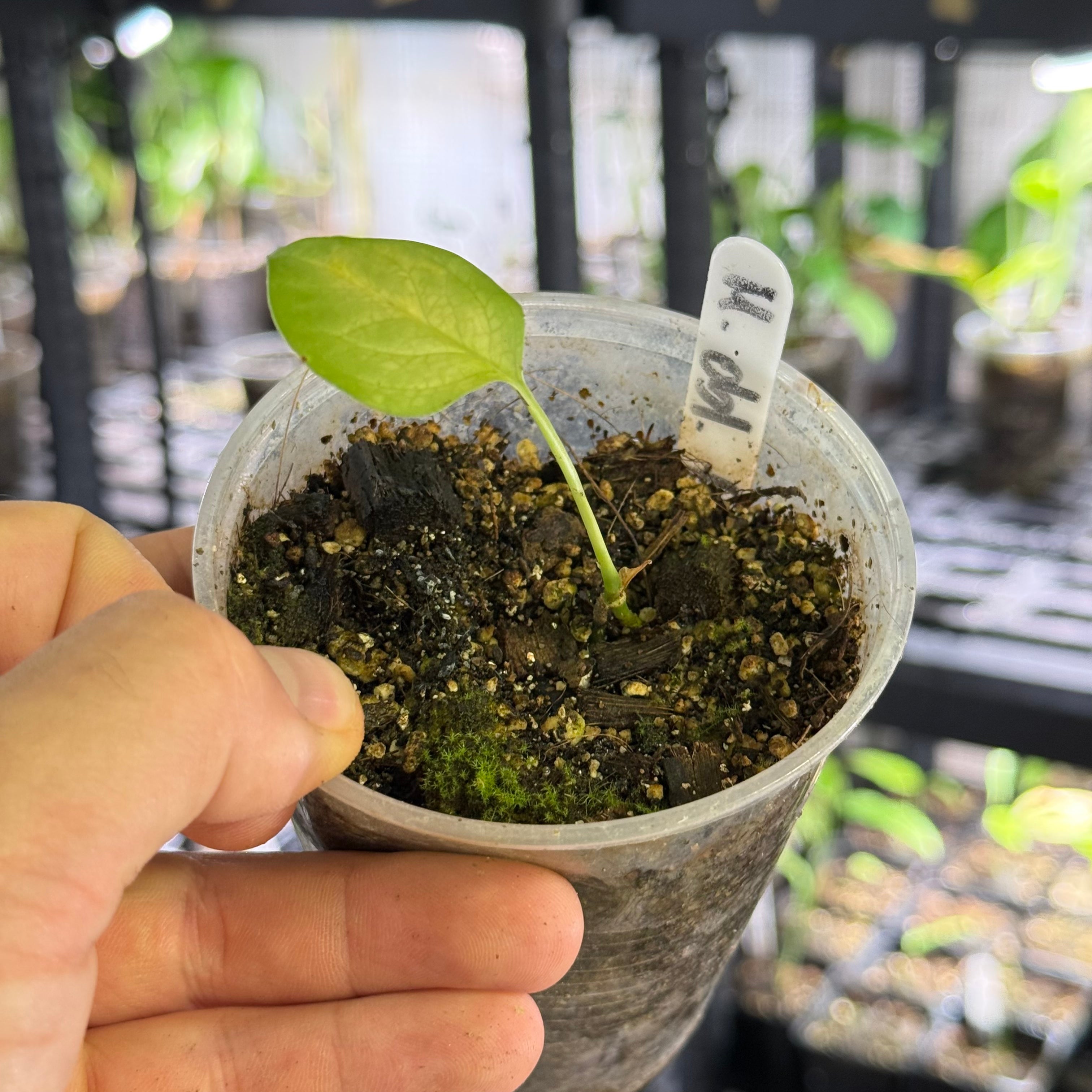 Monstera obliqua cf french guiana