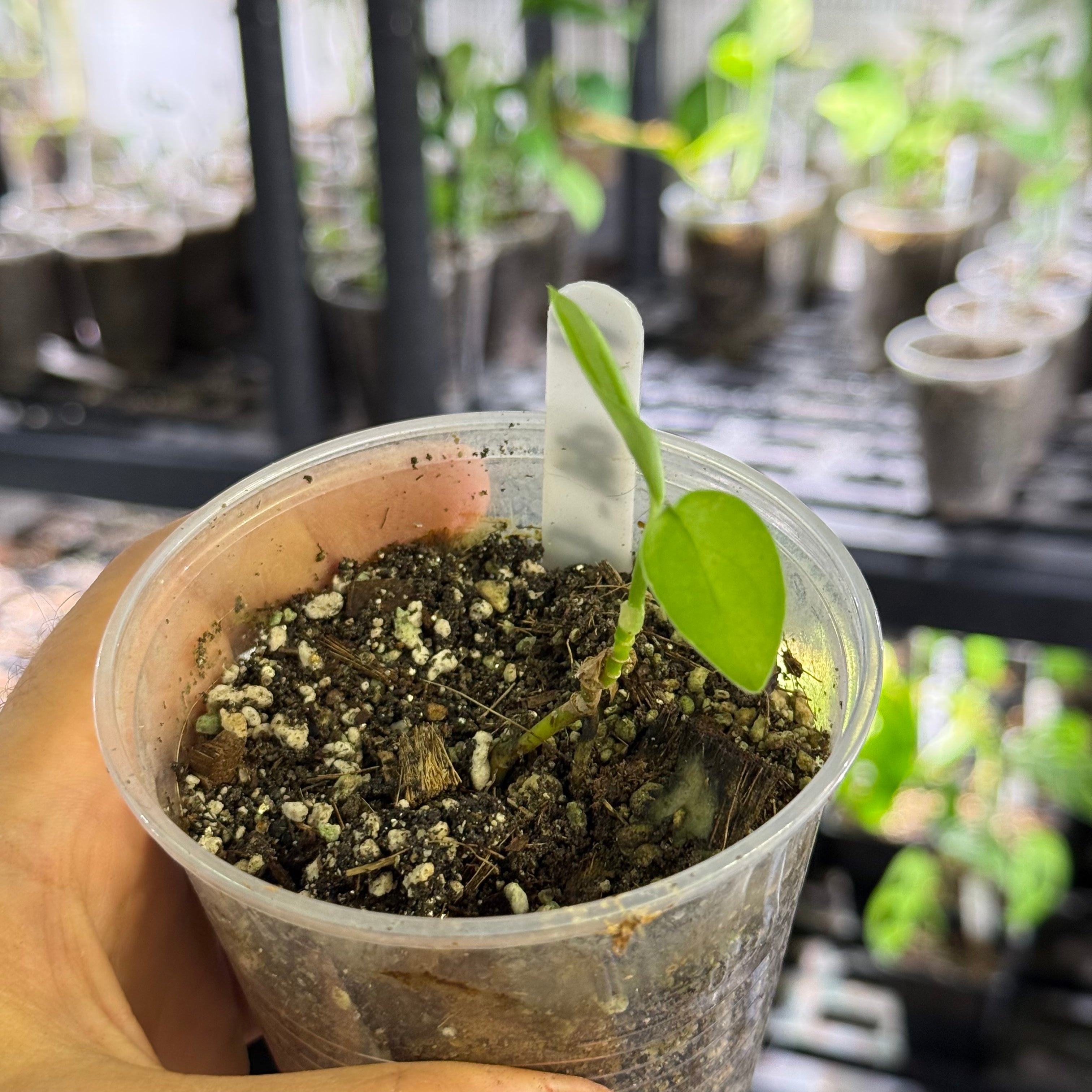 Monstera obliqua cf french guiana