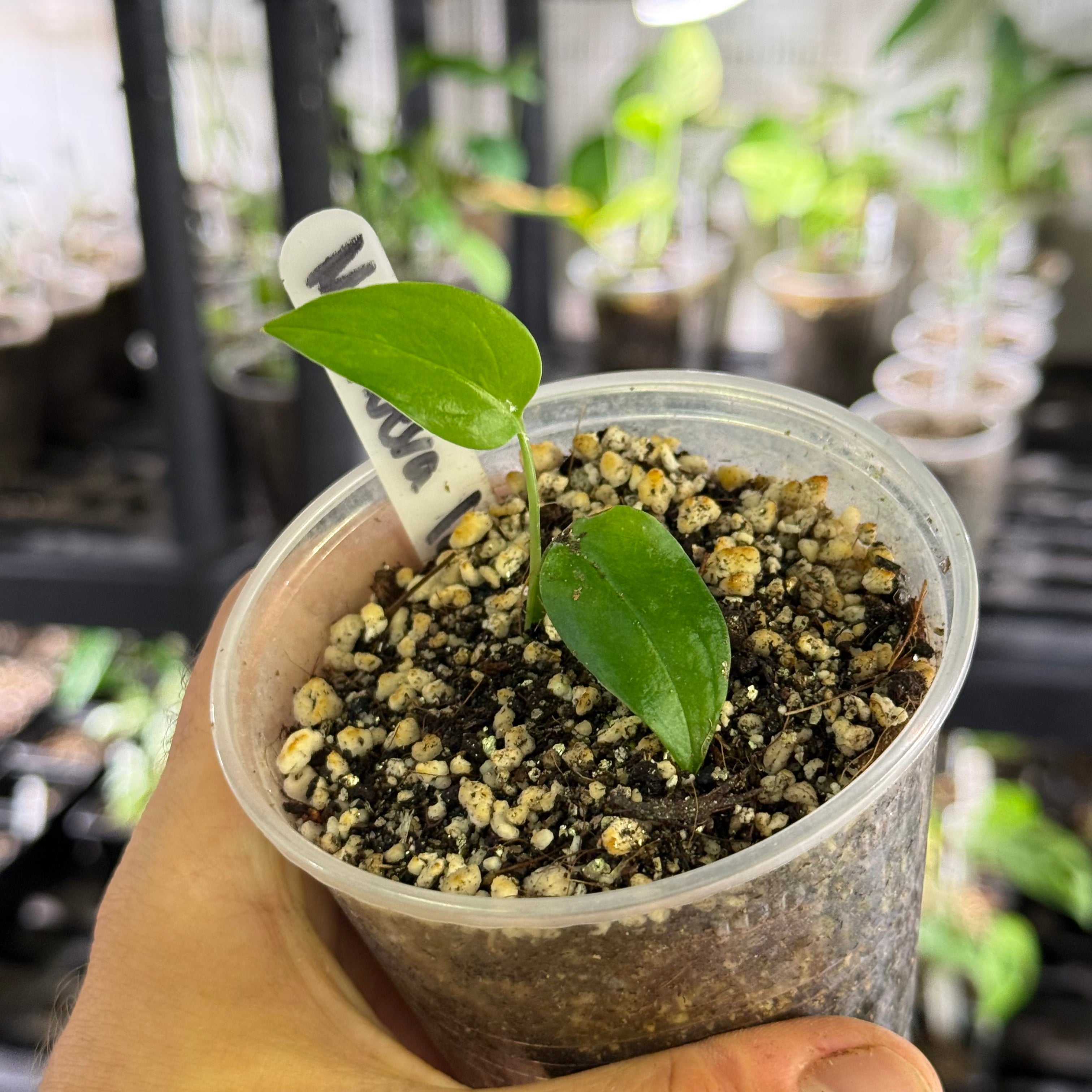 Monstera sp nueva loja