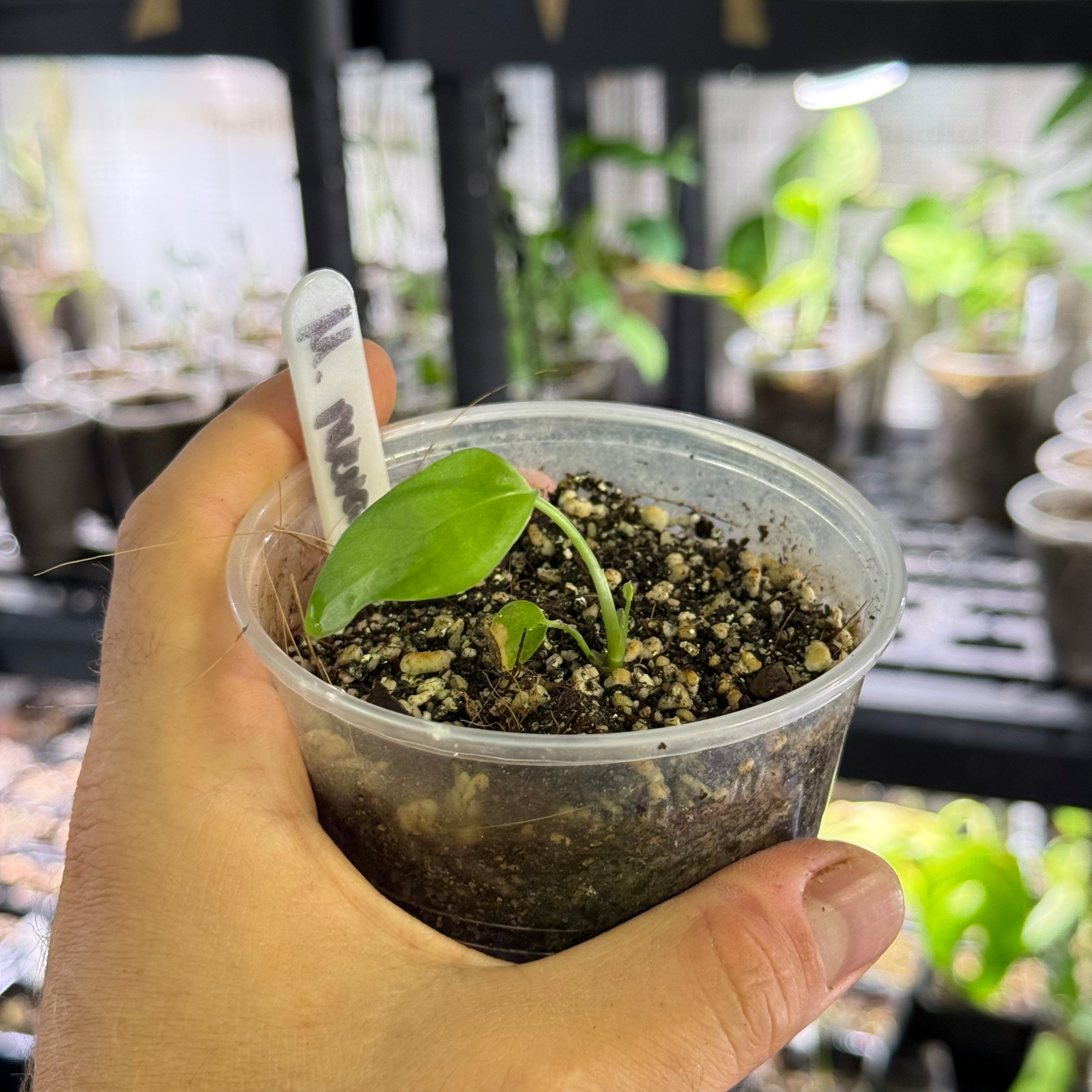 Monstera sp nueva loja