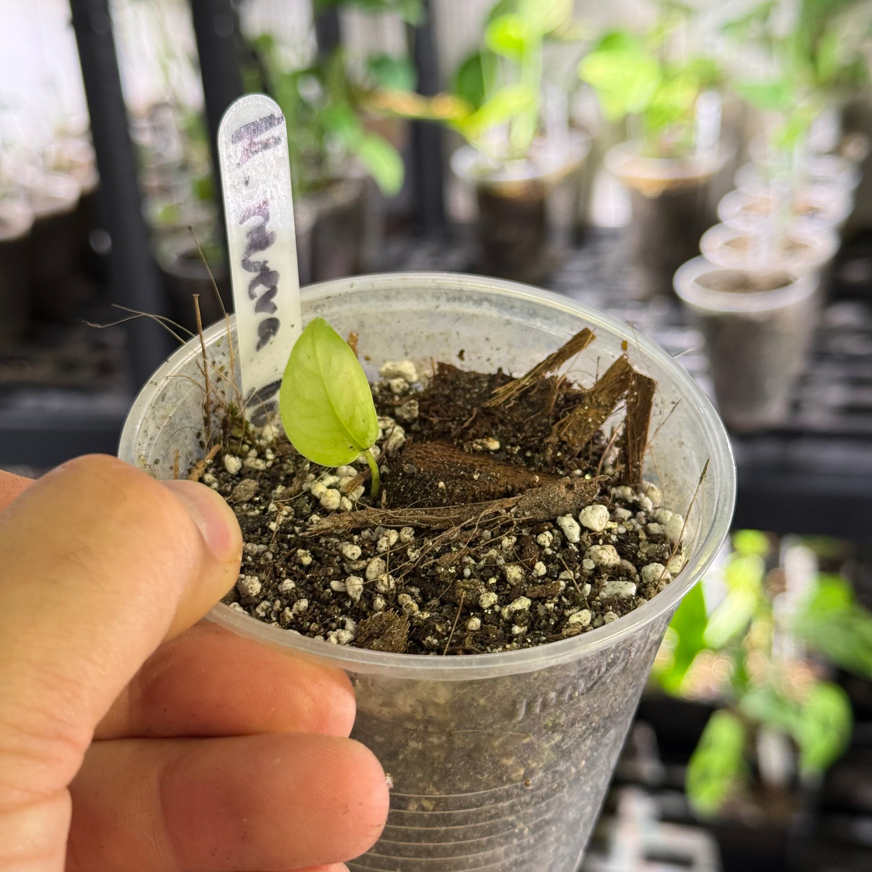 Monstera sp nueva loja