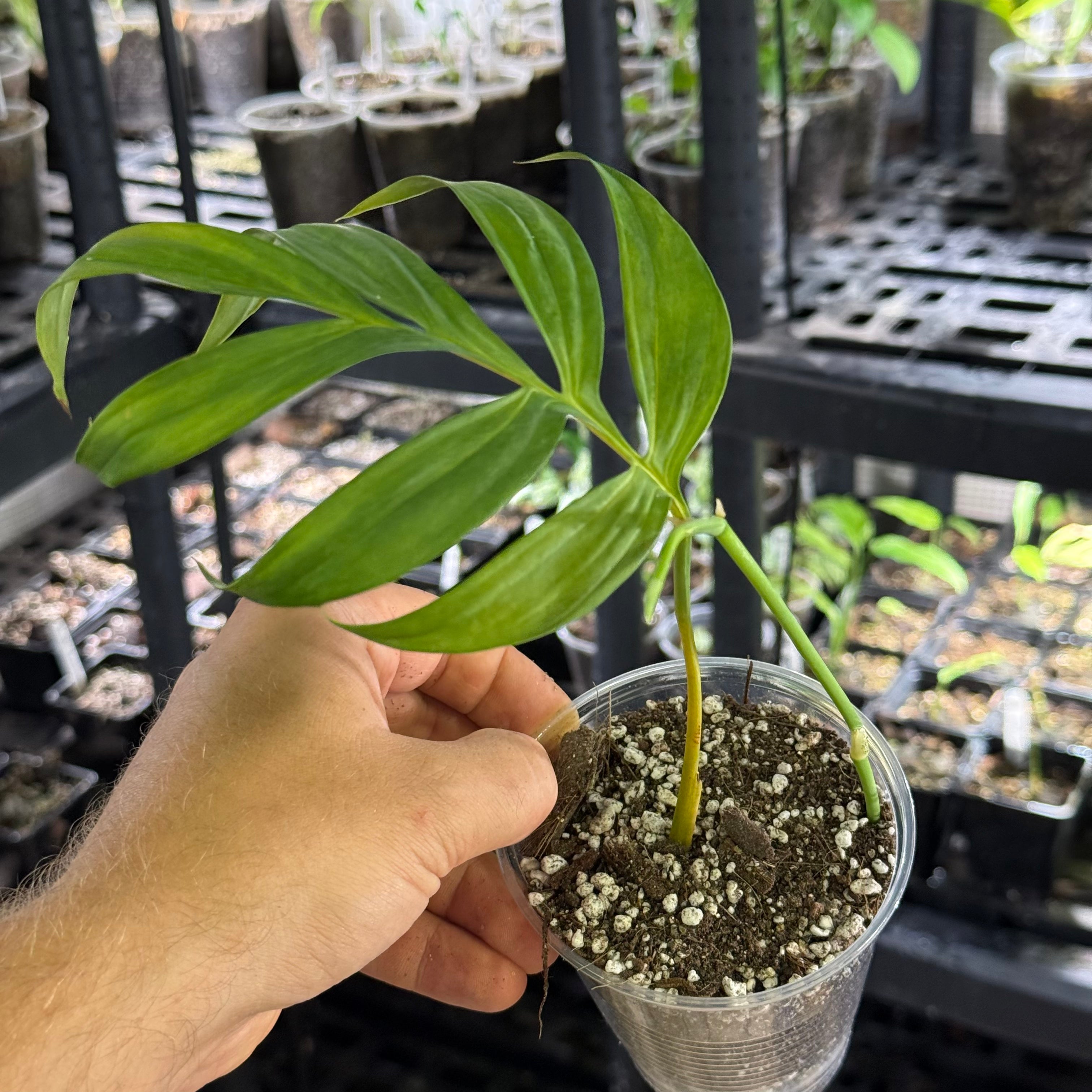 Monstera subpinnata