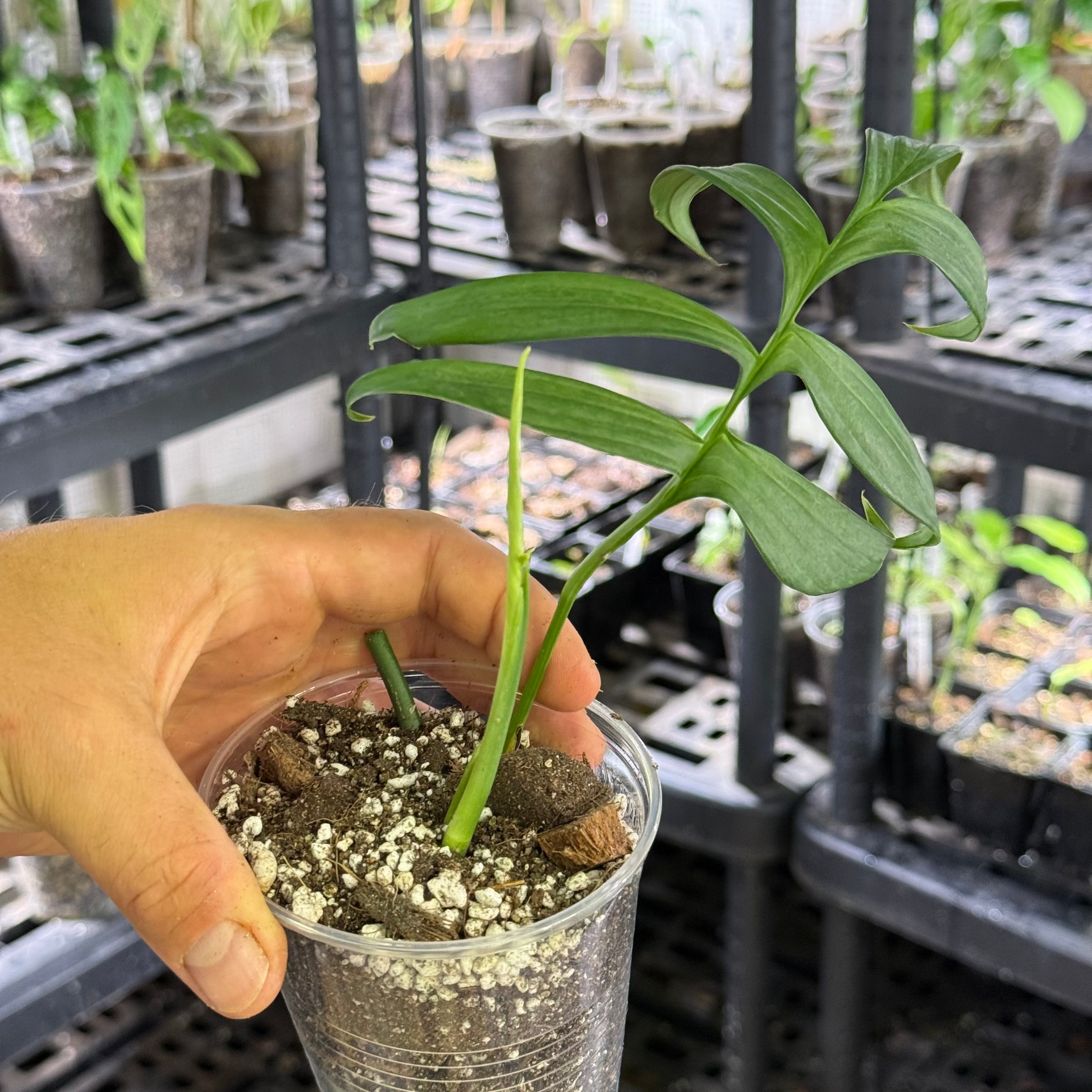 Monstera subpinnata