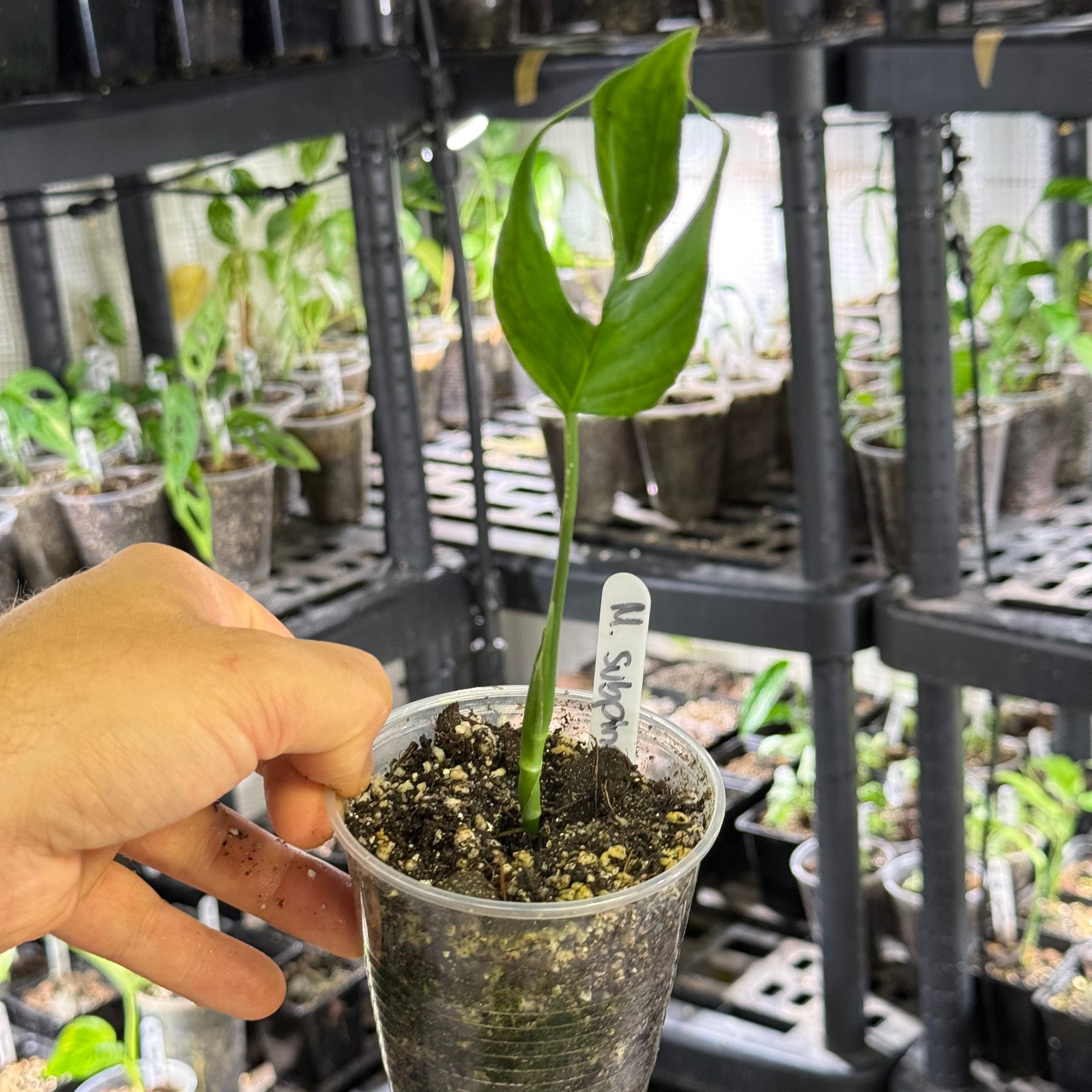 Monstera subpinnata