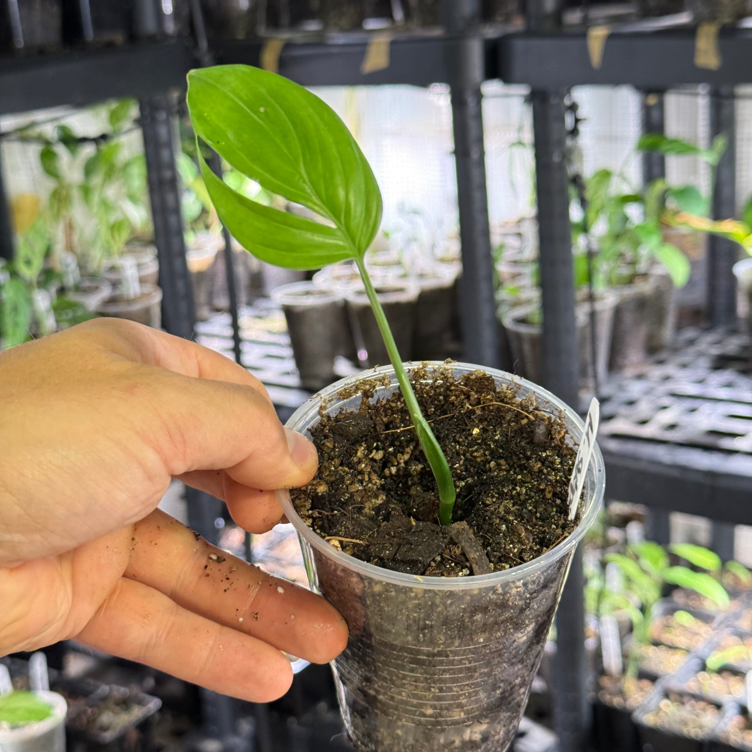 Monstera subpinnata