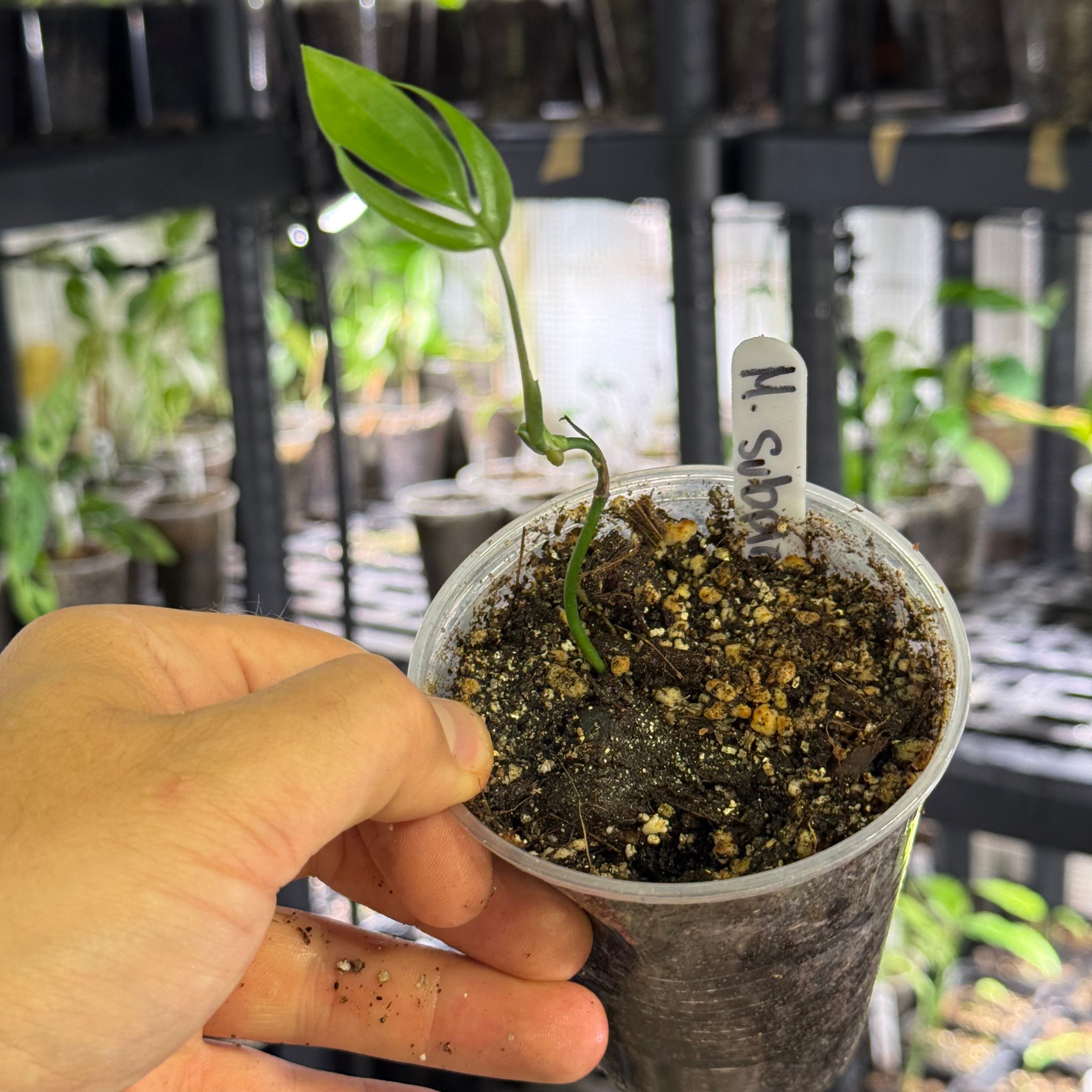 Monstera subpinnata