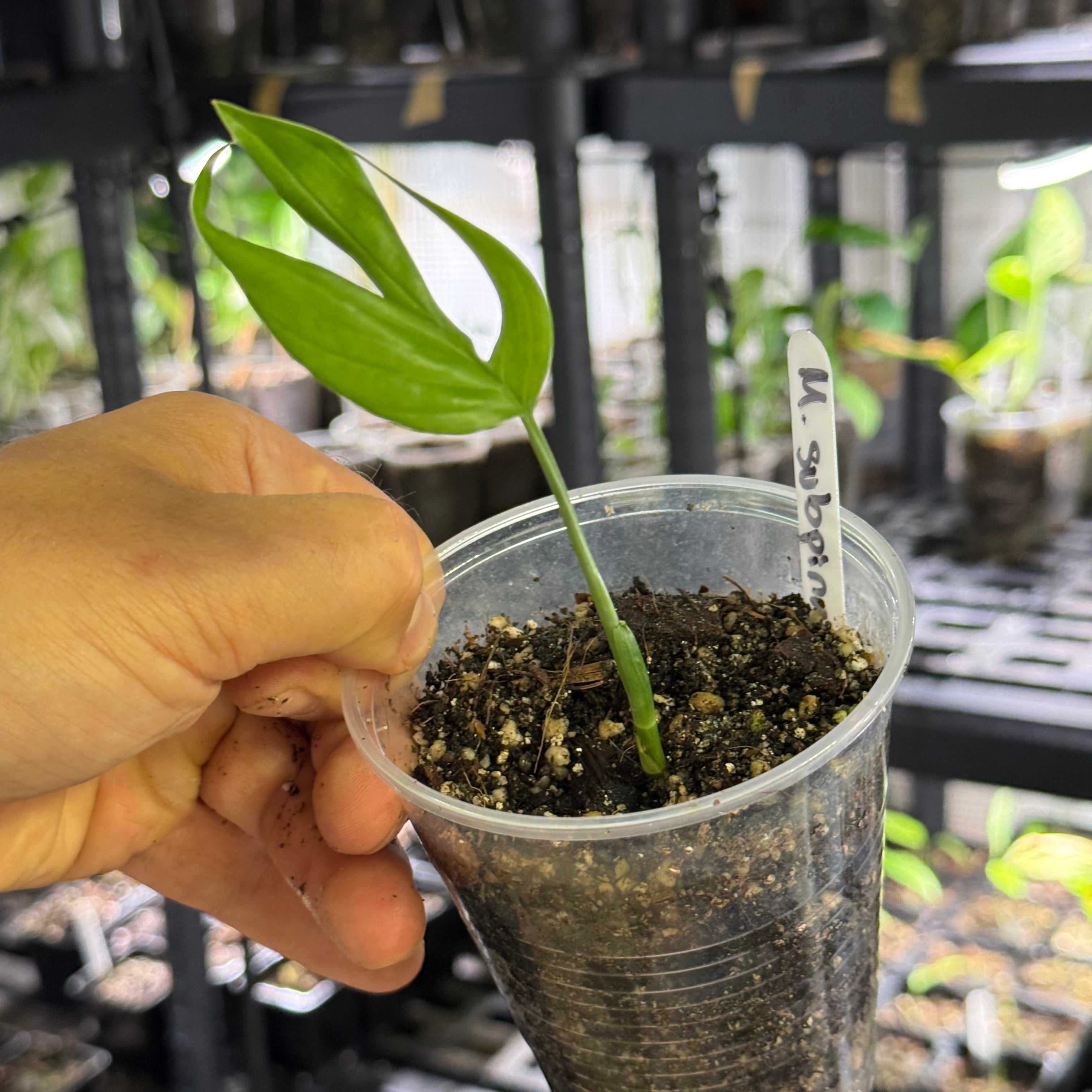 Monstera subpinnata