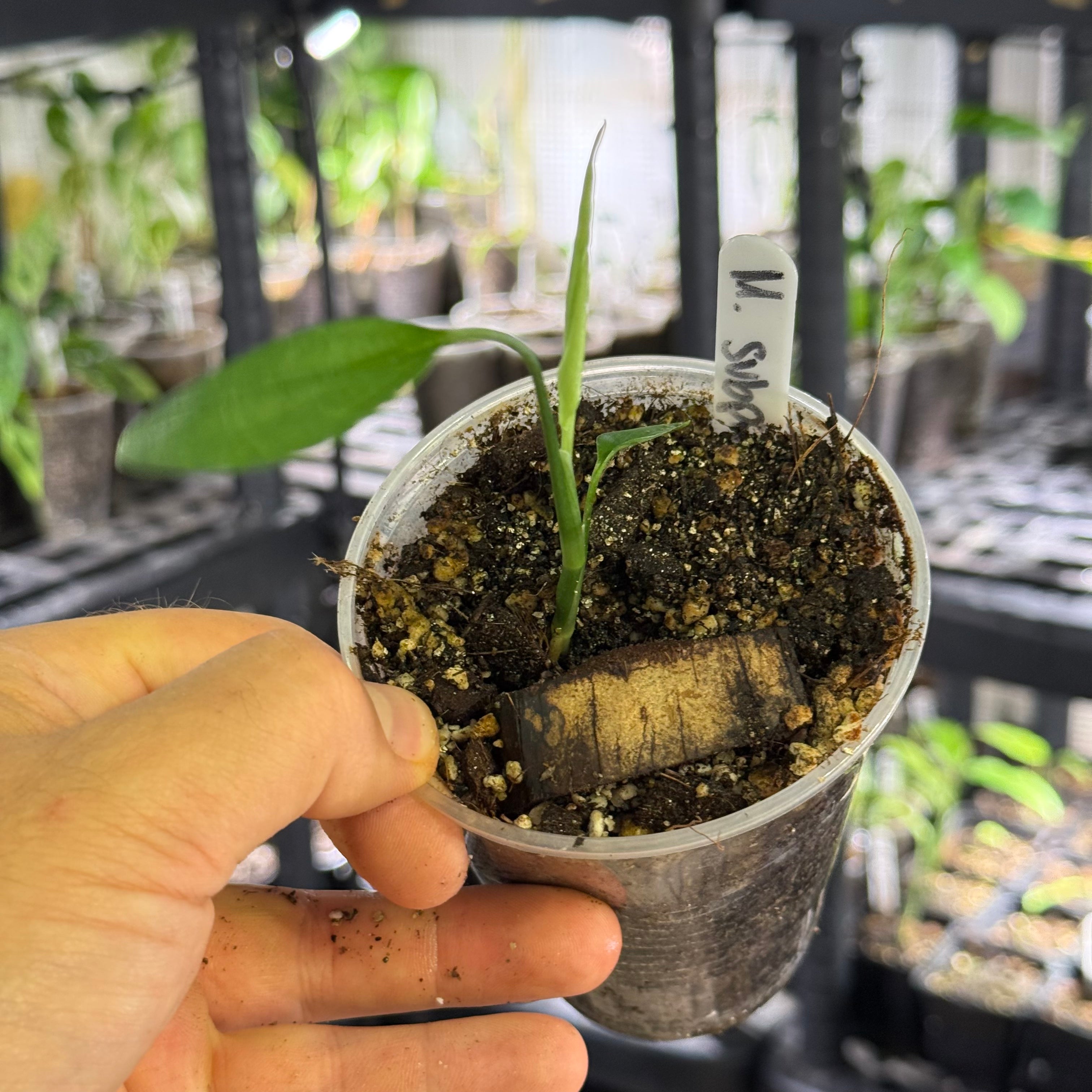 Monstera subpinnata