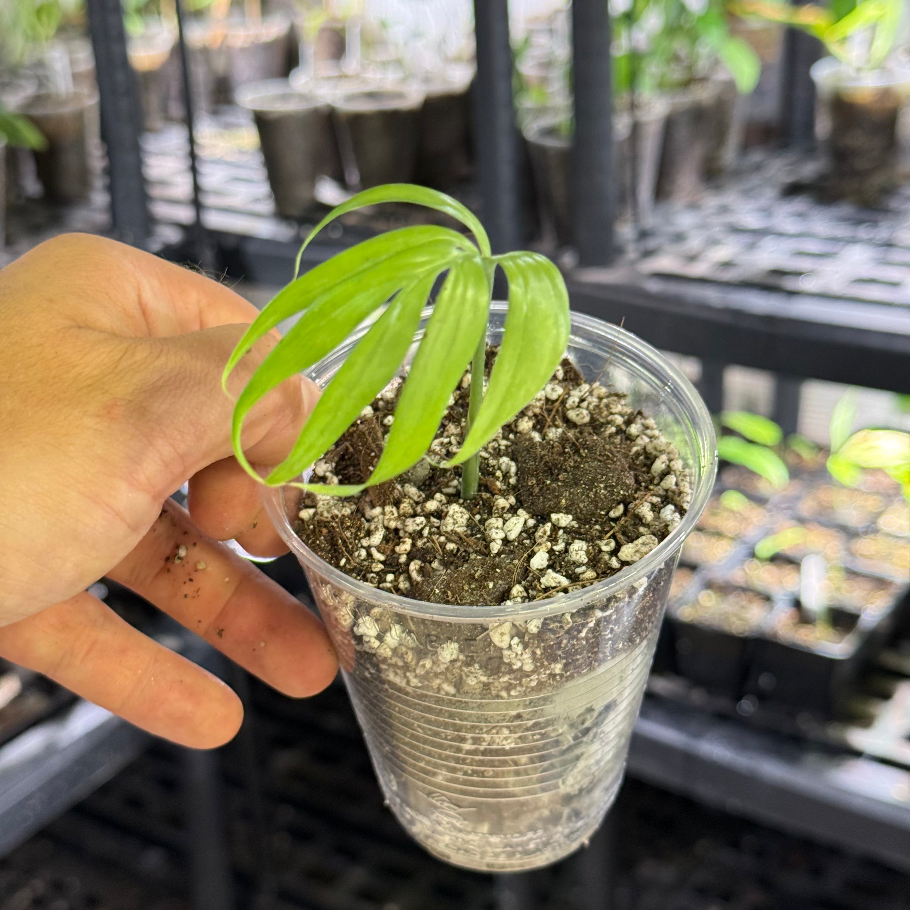 Monstera subpinnata