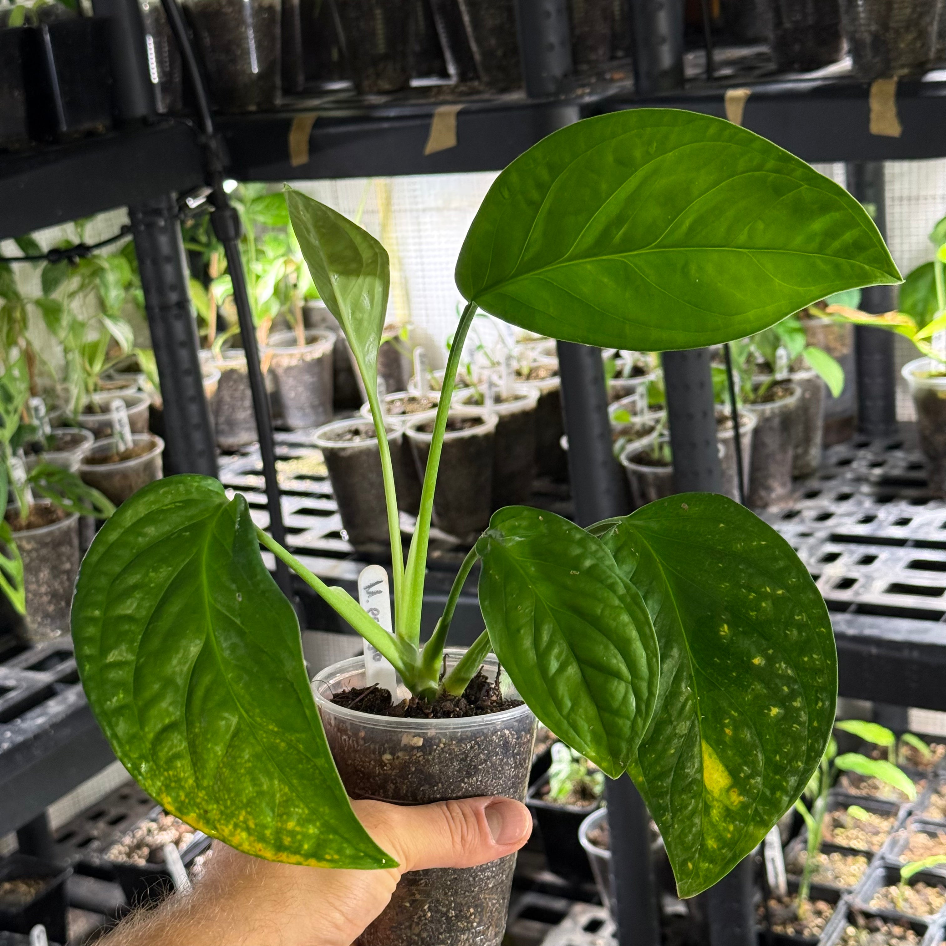 Monstera egregia