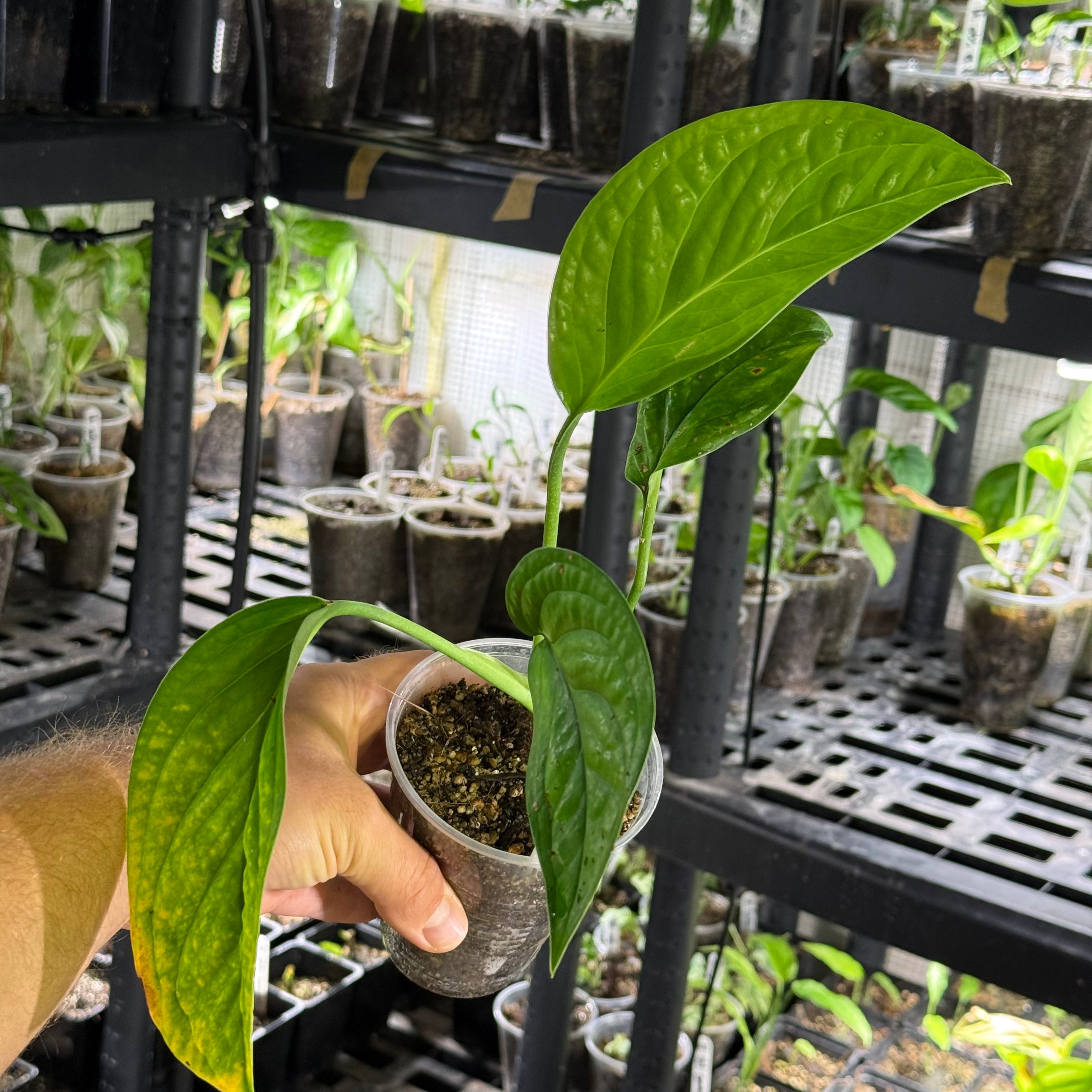 Monstera egregia