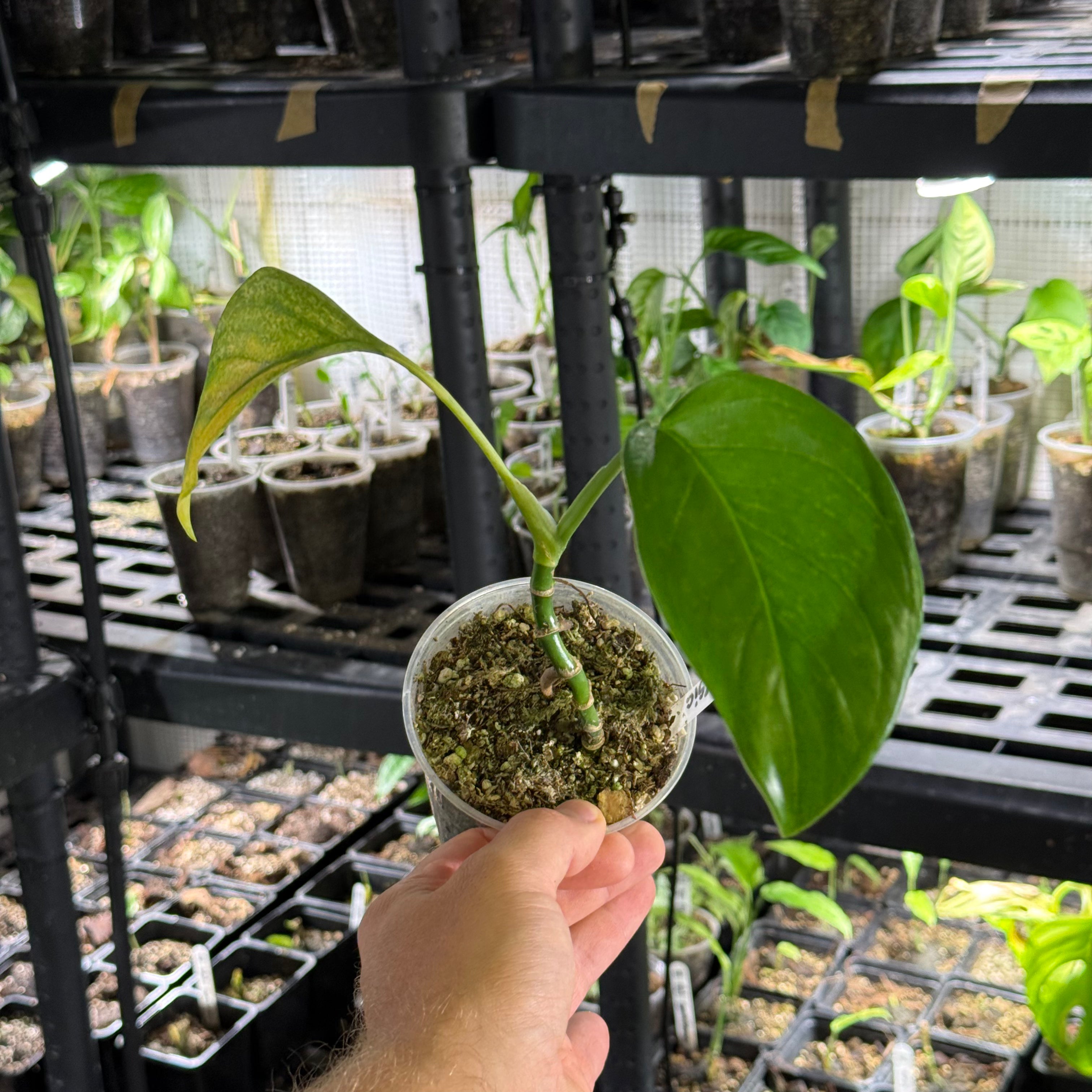 Monstera egregia