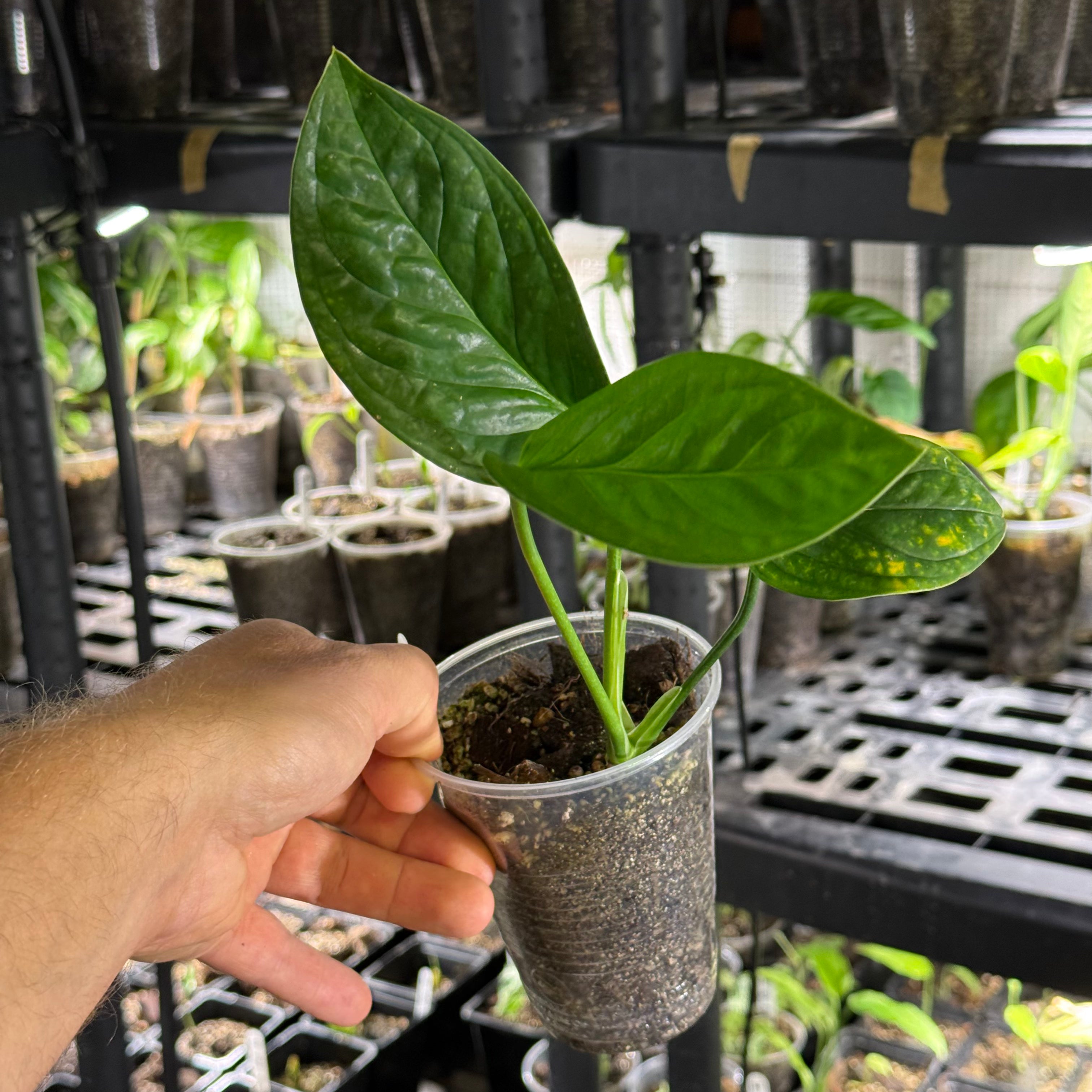 Monstera egregia