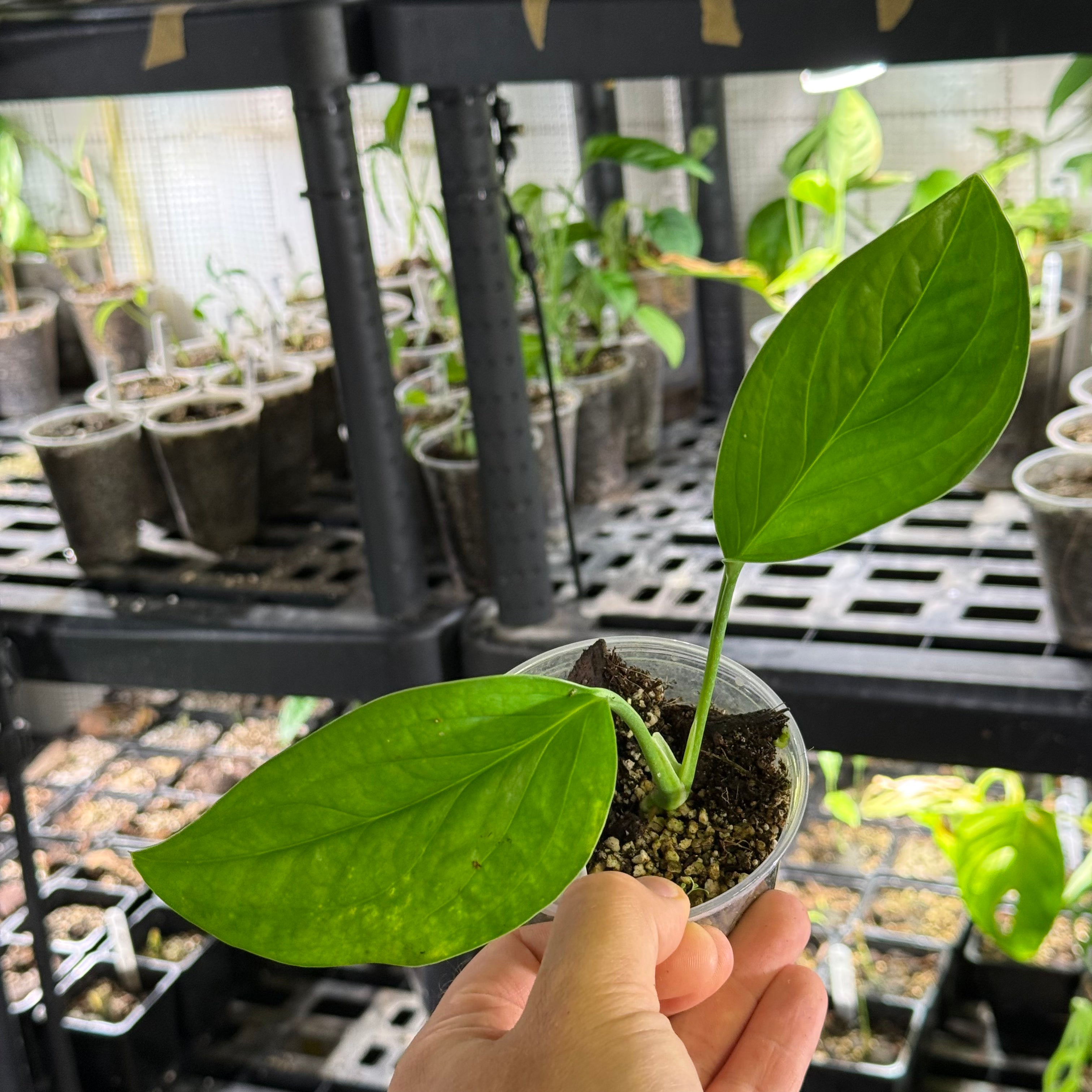 Monstera egregia