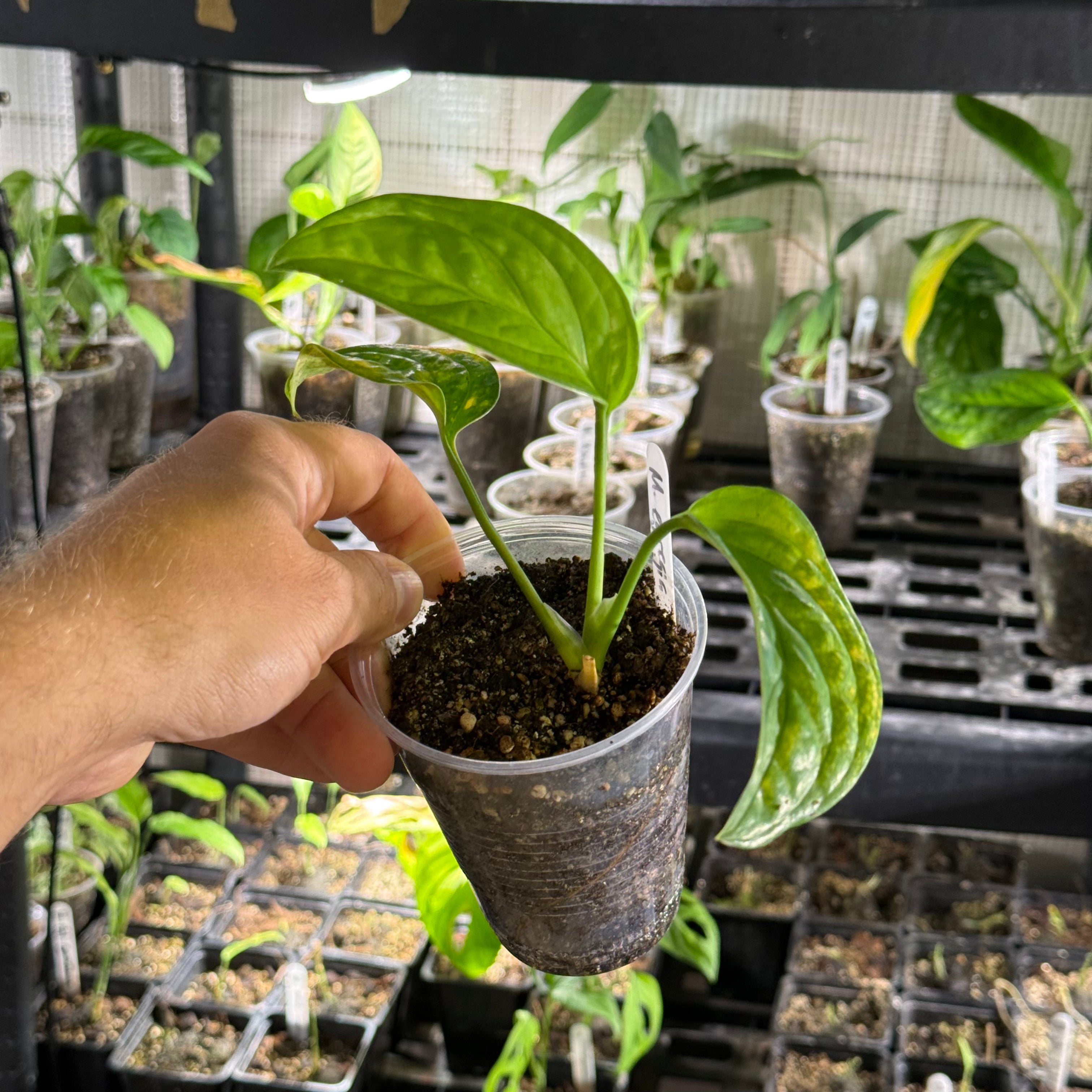 Monstera egregia