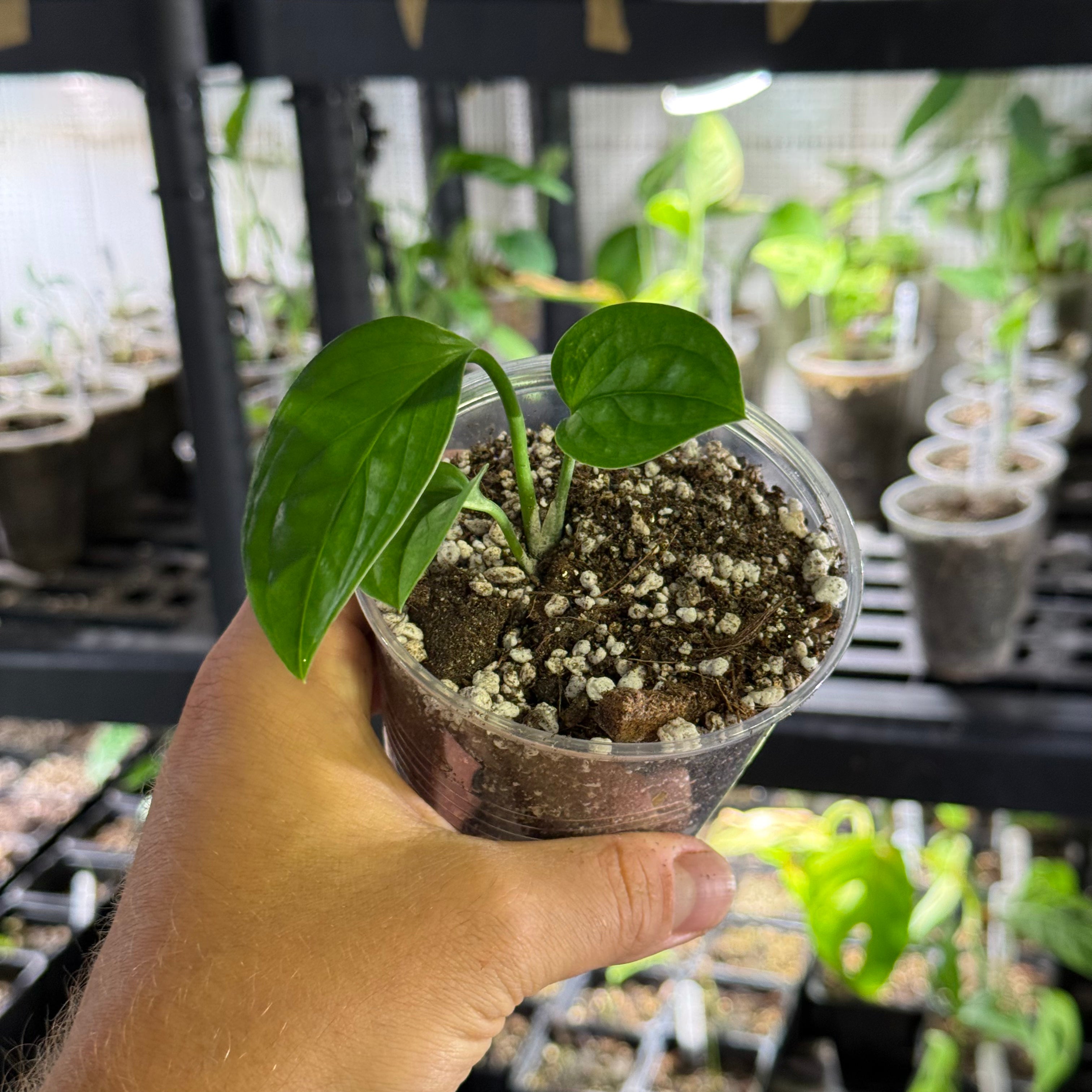 Monstera egregia