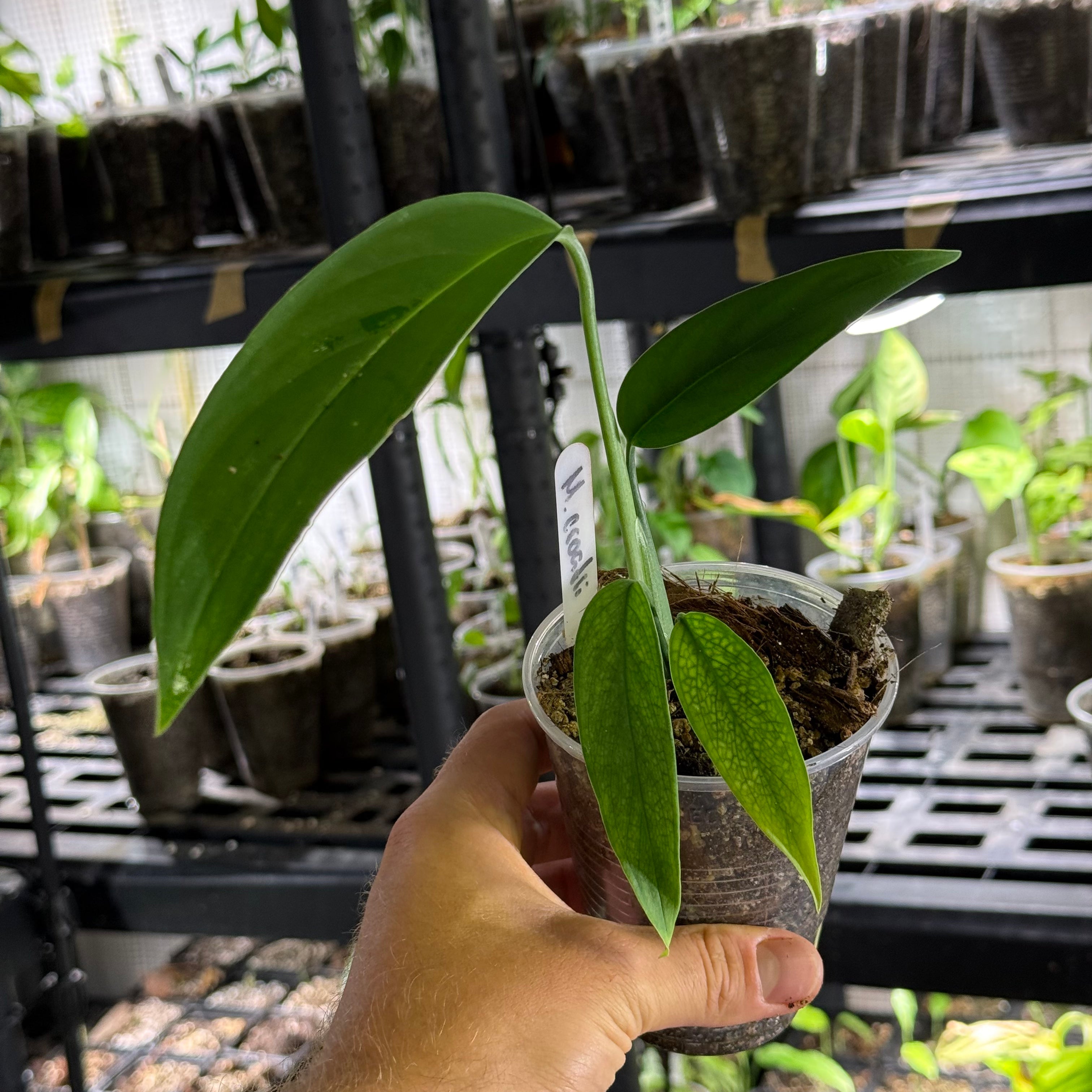Monstera croatii