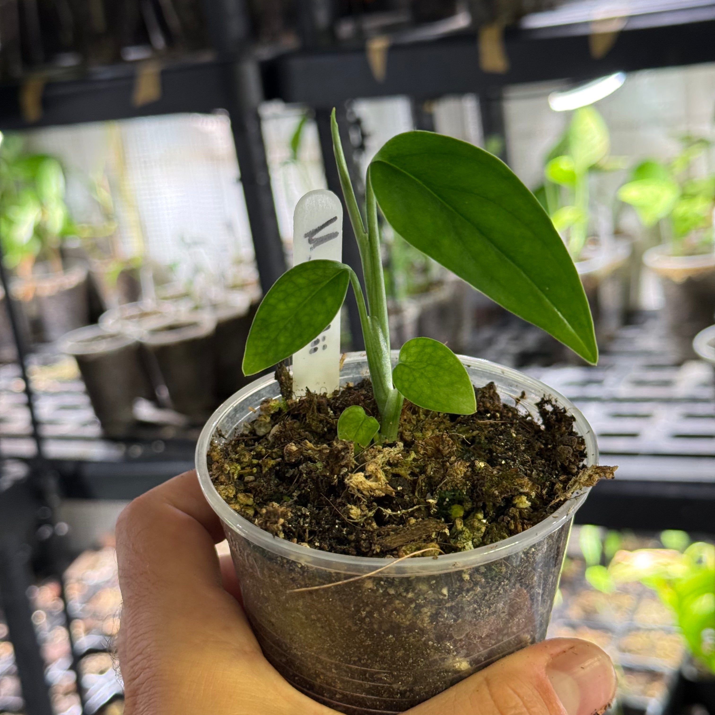 Monstera croatii