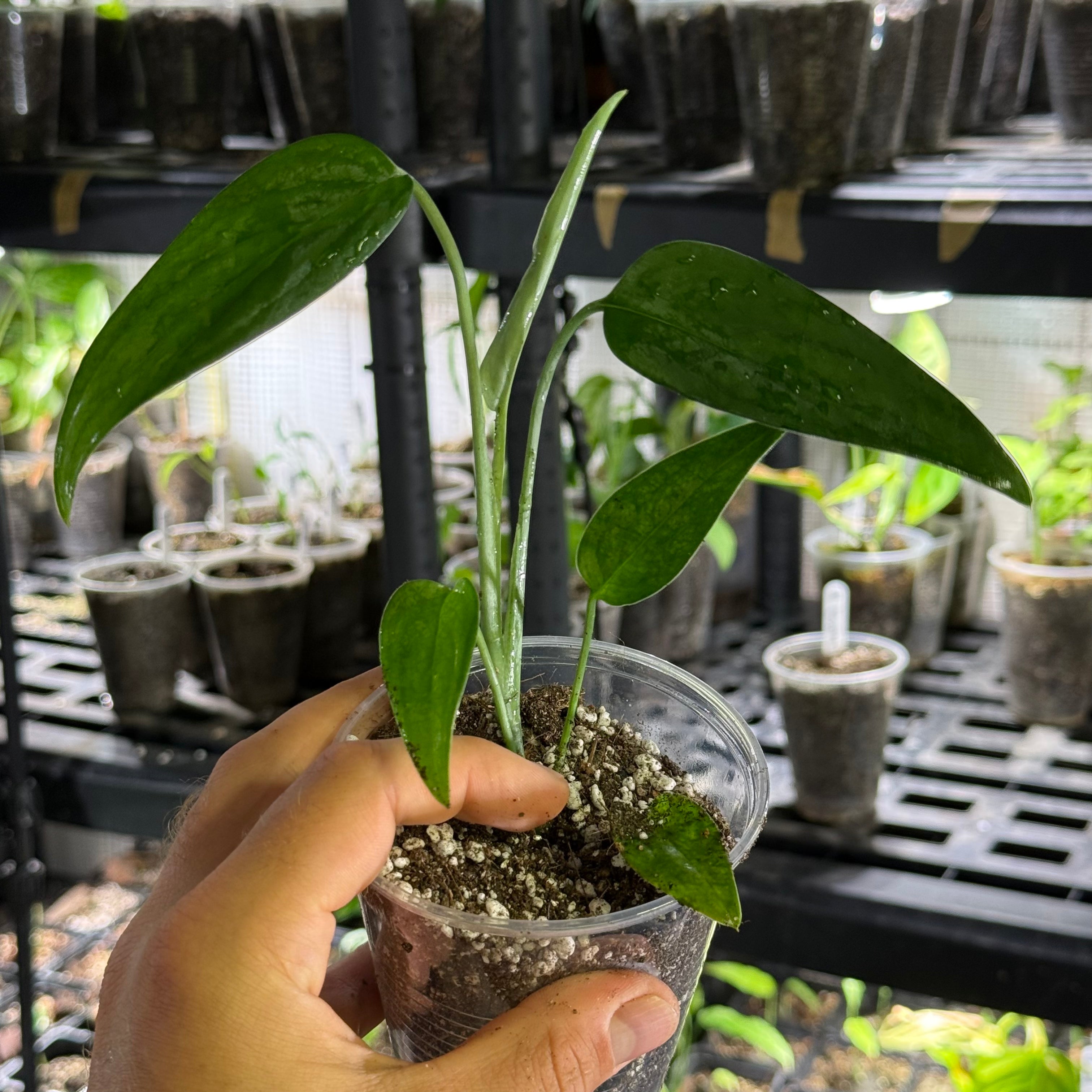 Monstera barrieri