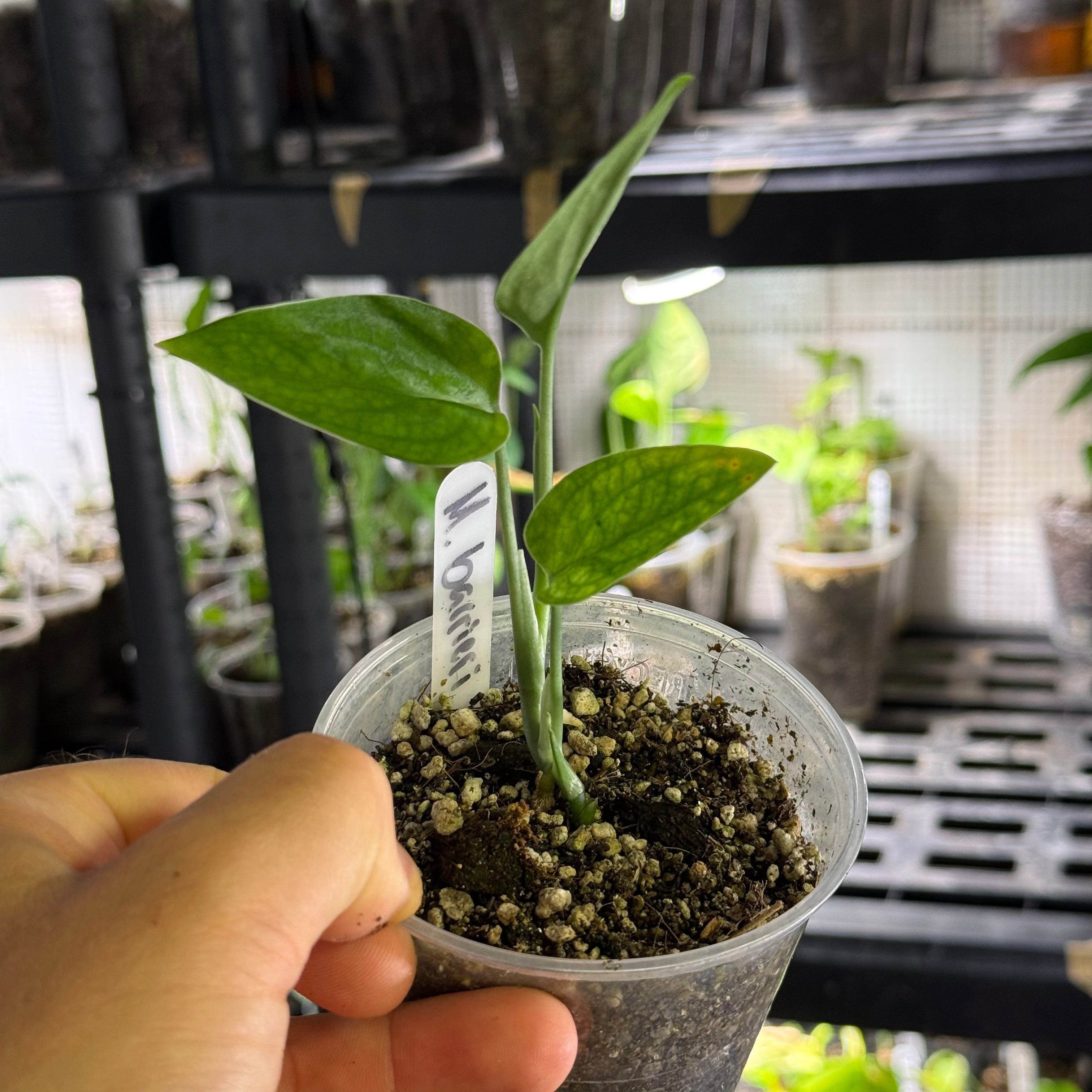 Monstera barrieri