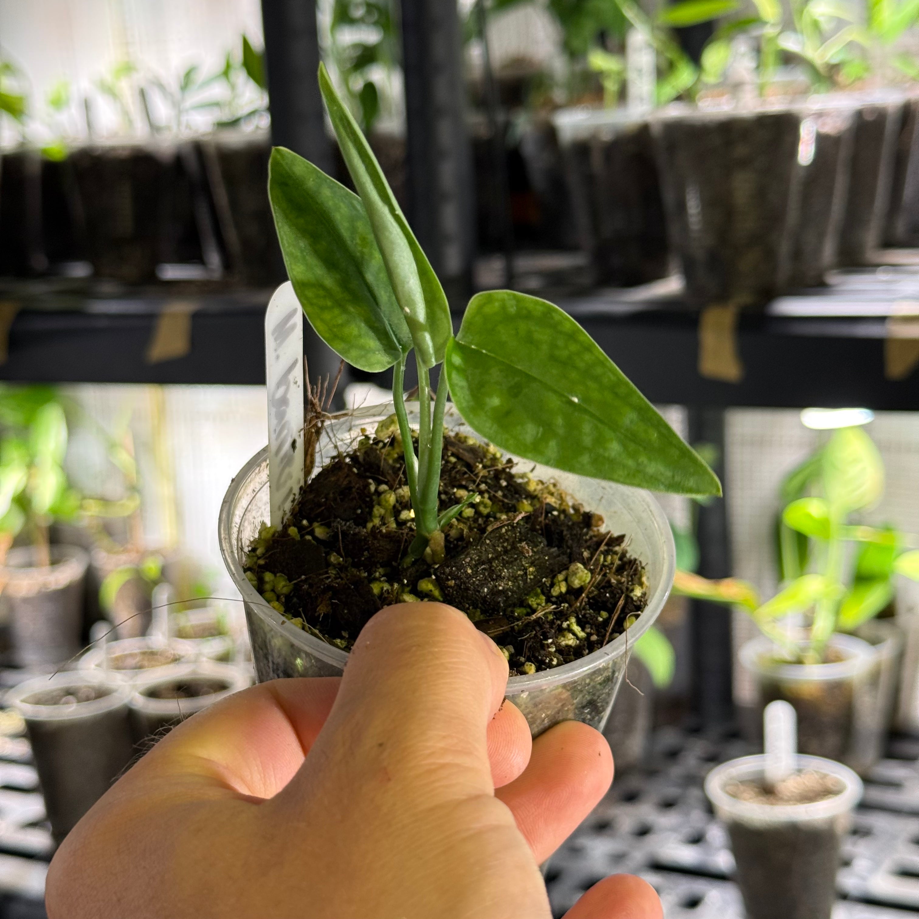 Monstera barrieri