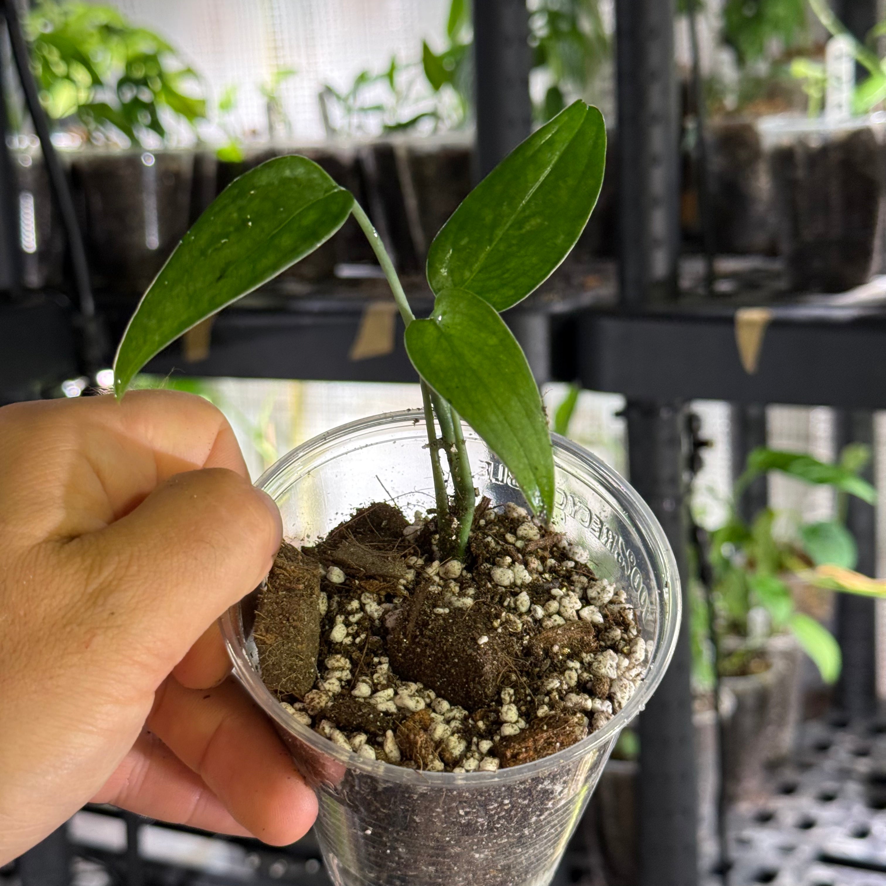 Monstera barrieri