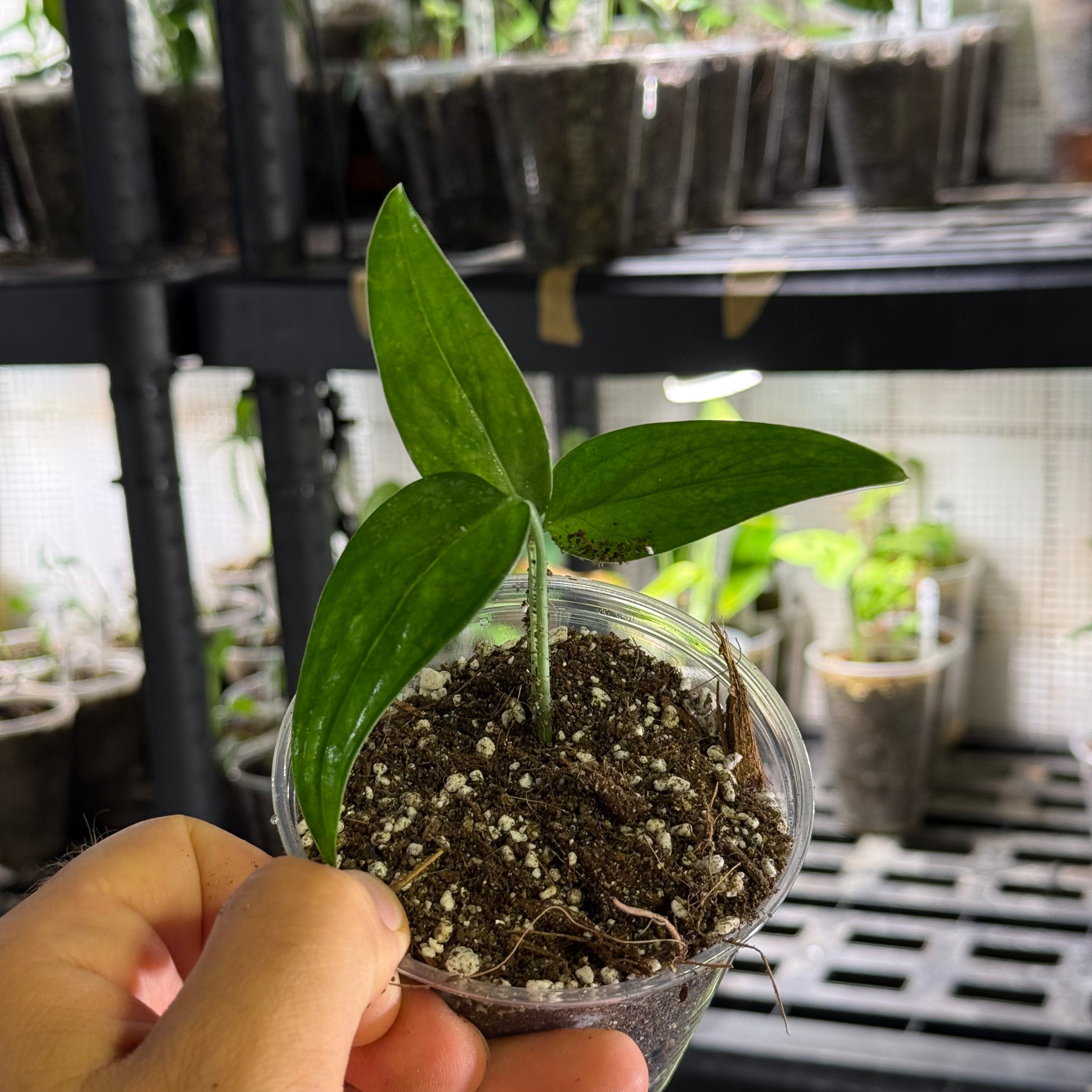 Monstera barrieri