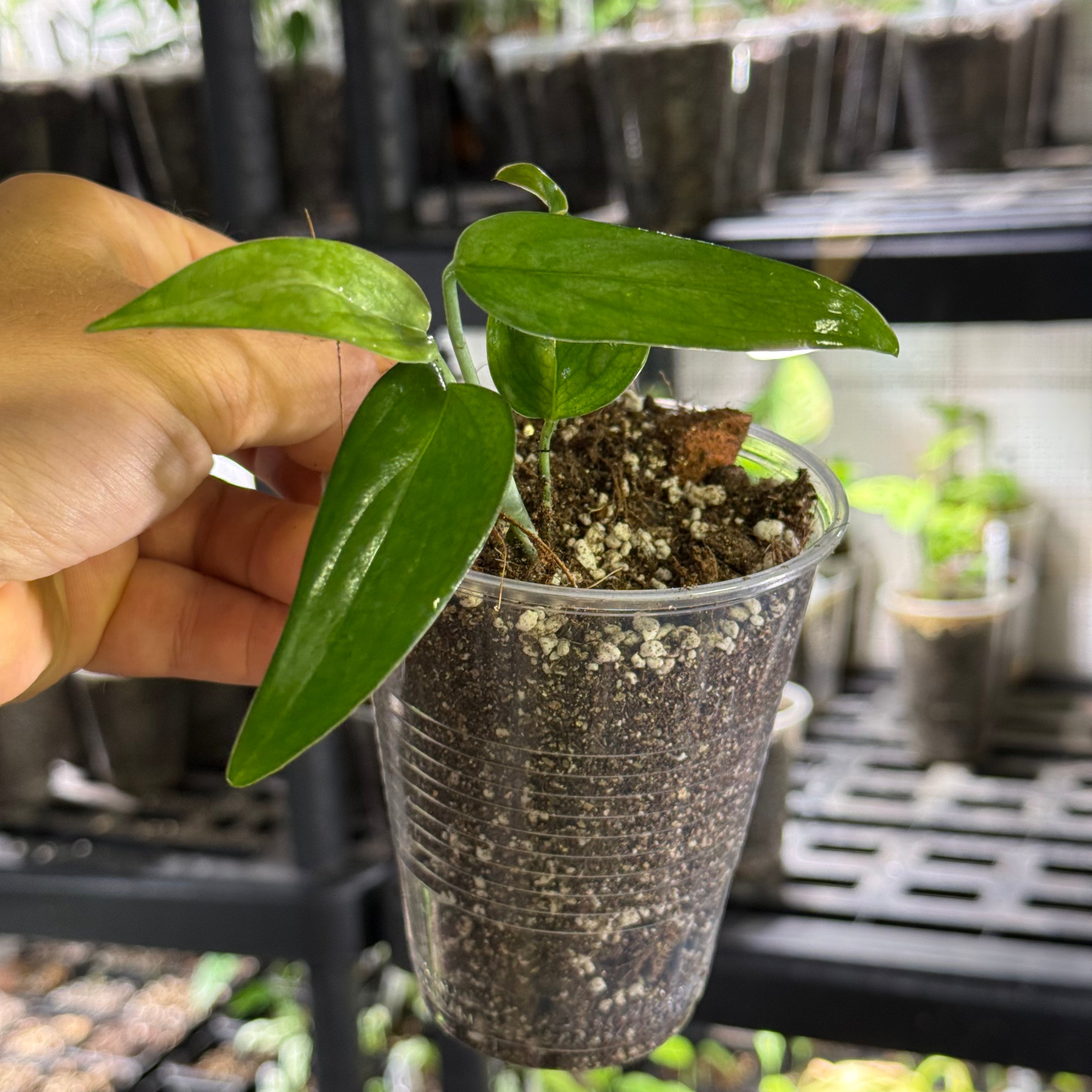 Monstera barrieri