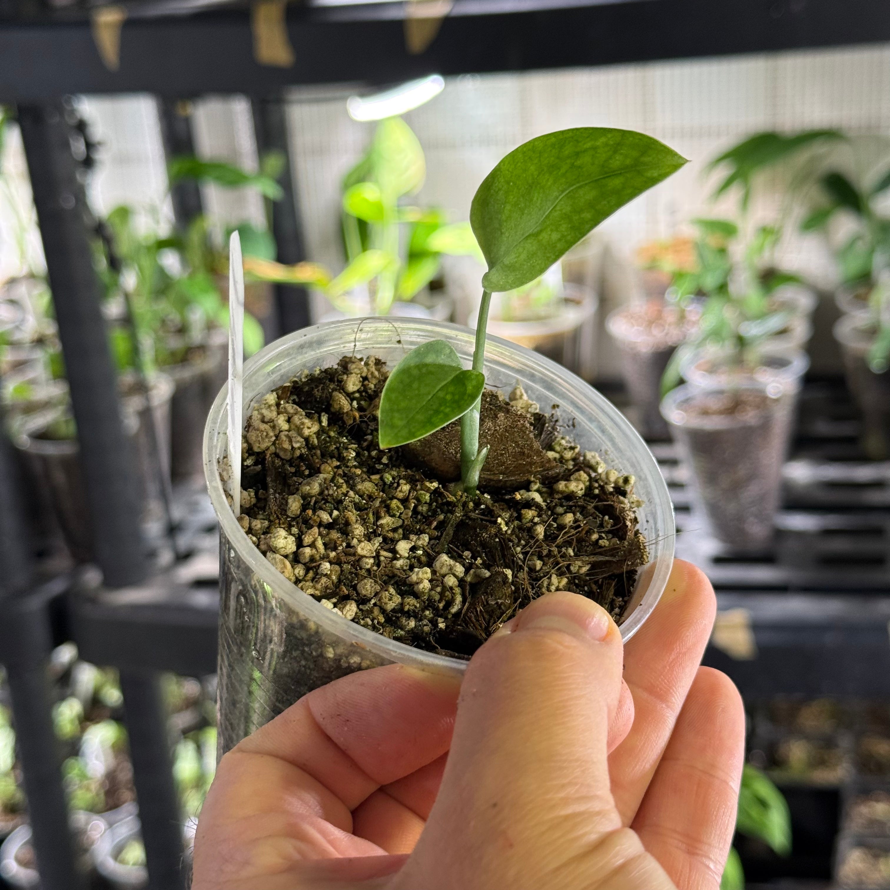 Monstera barrieri