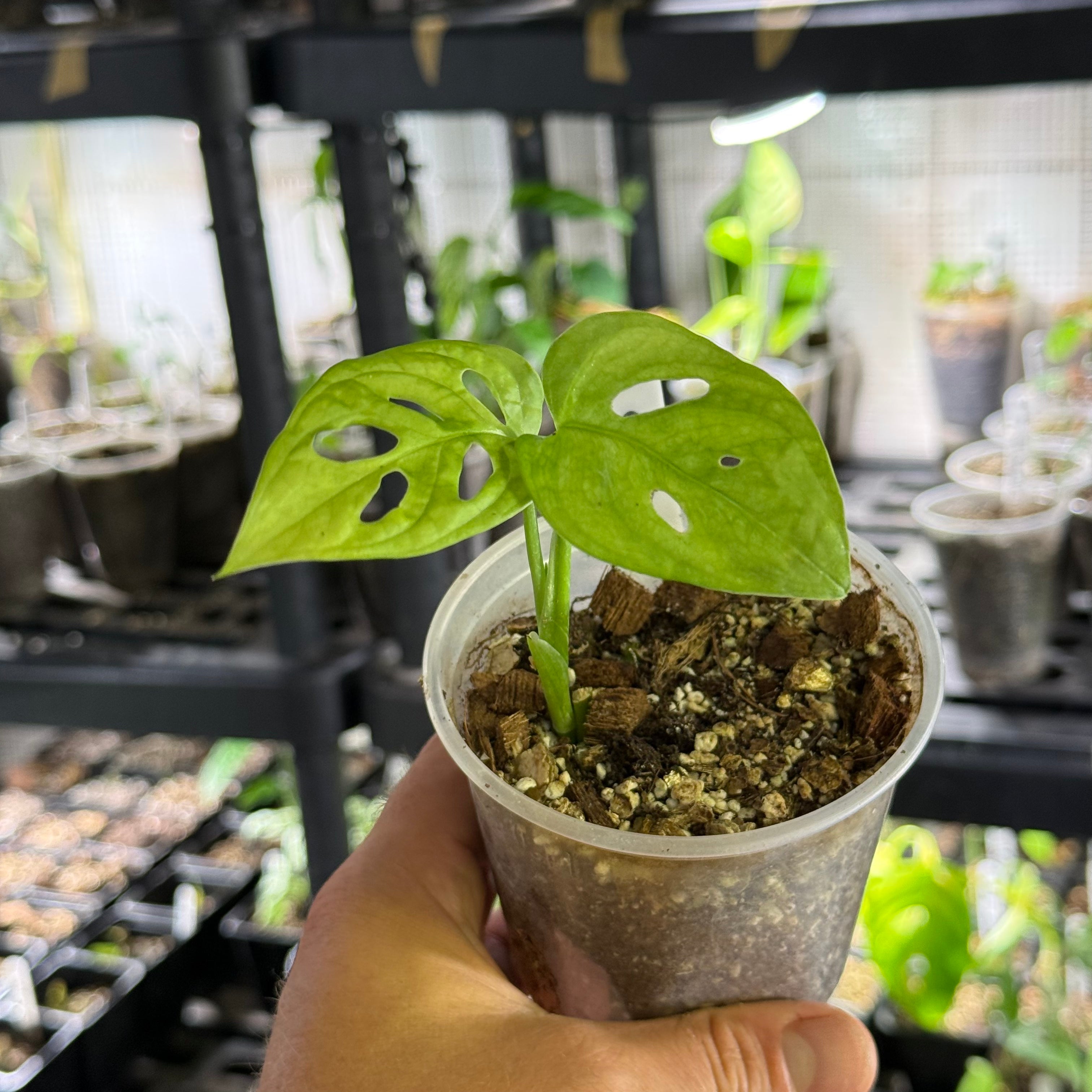 Monstera sp. tena