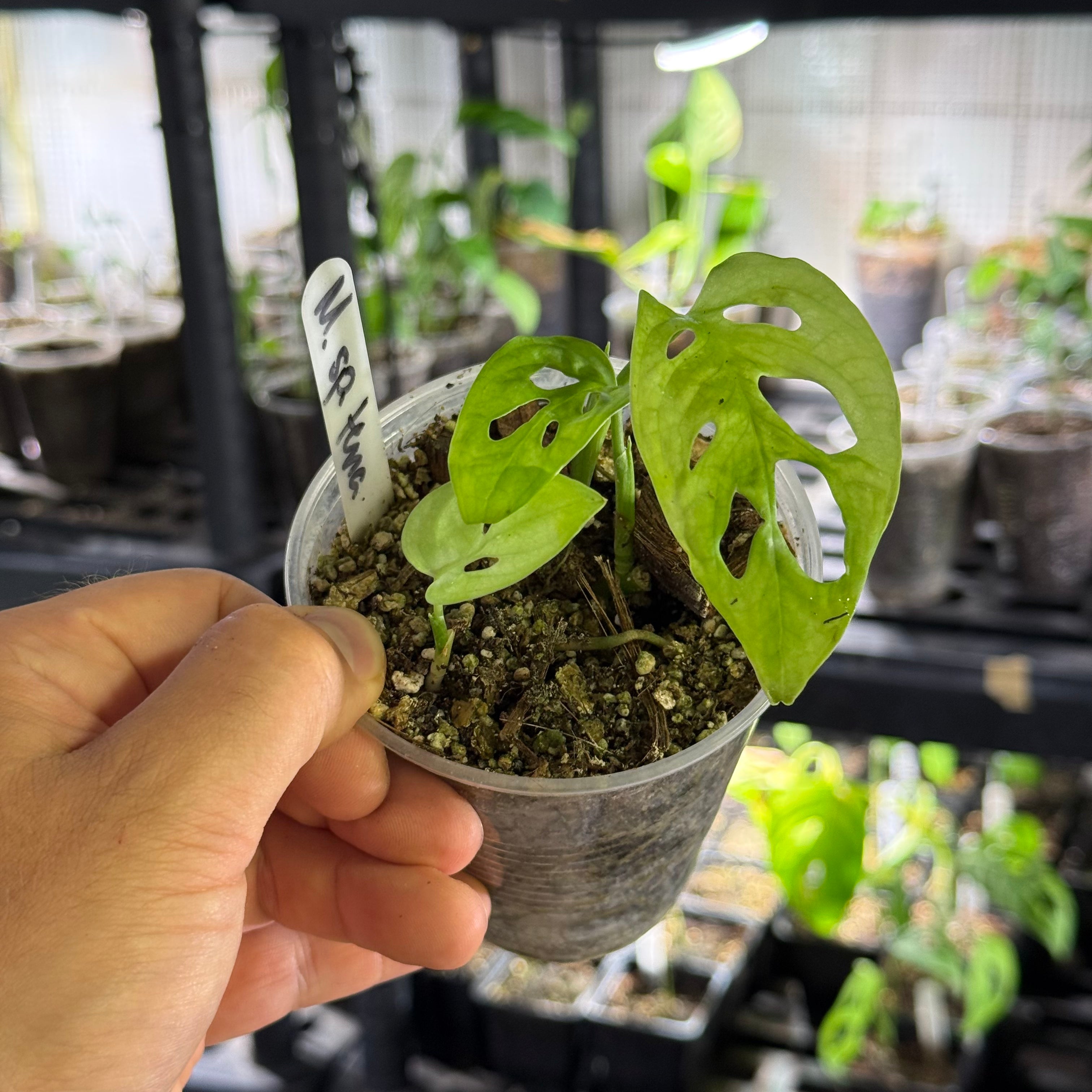 Monstera sp. tena