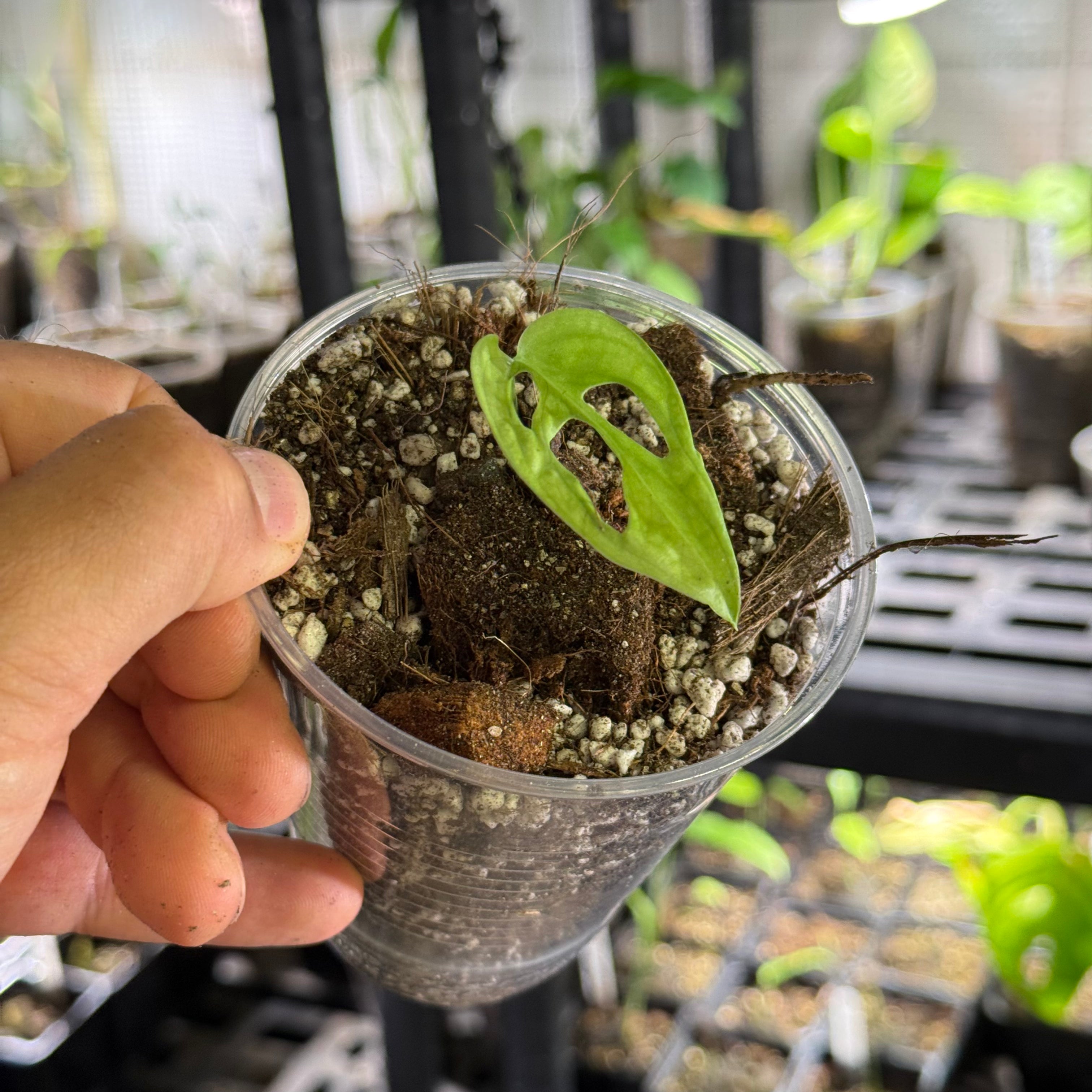 Monstera sp. tena