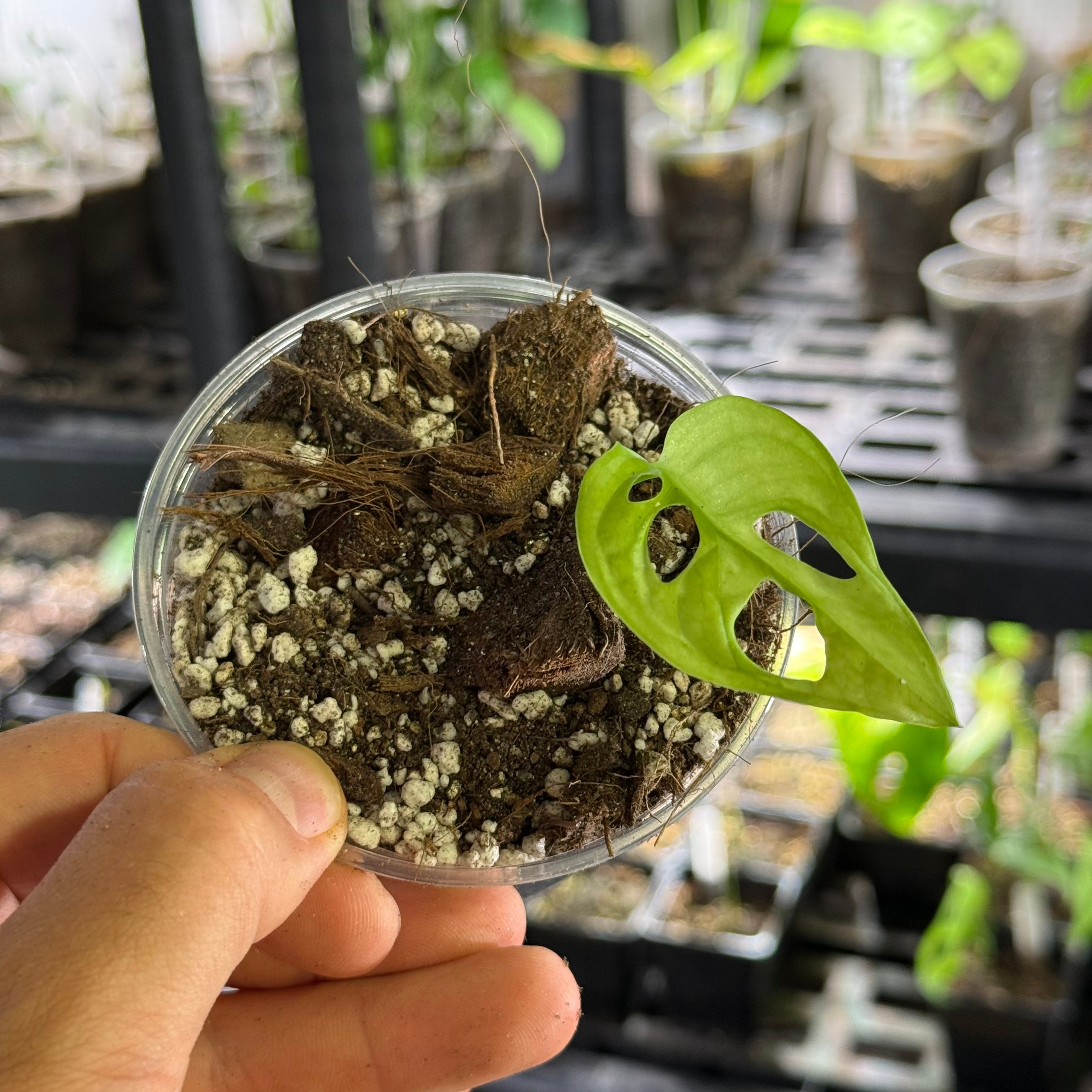 Monstera sp. tena