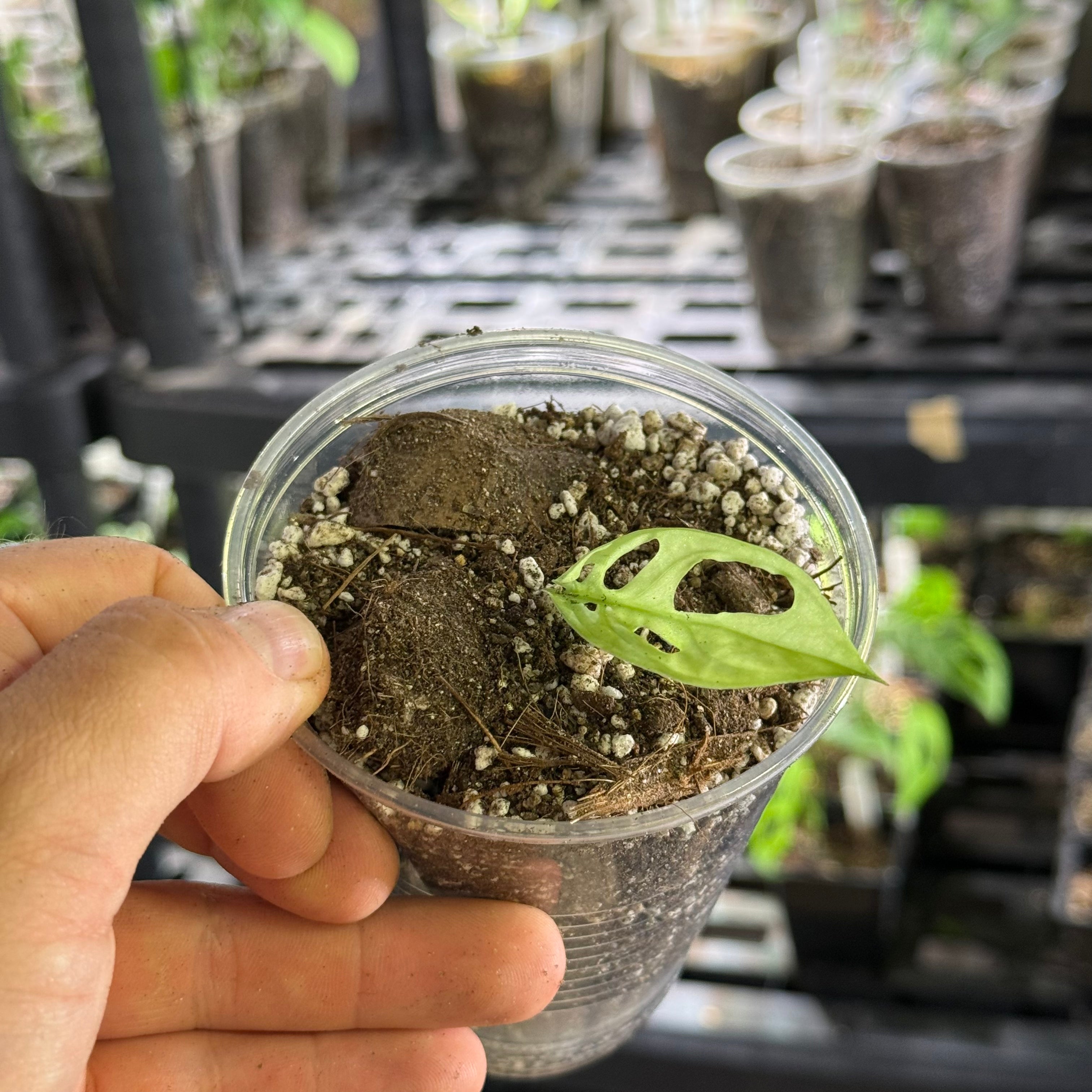 Monstera sp. tena