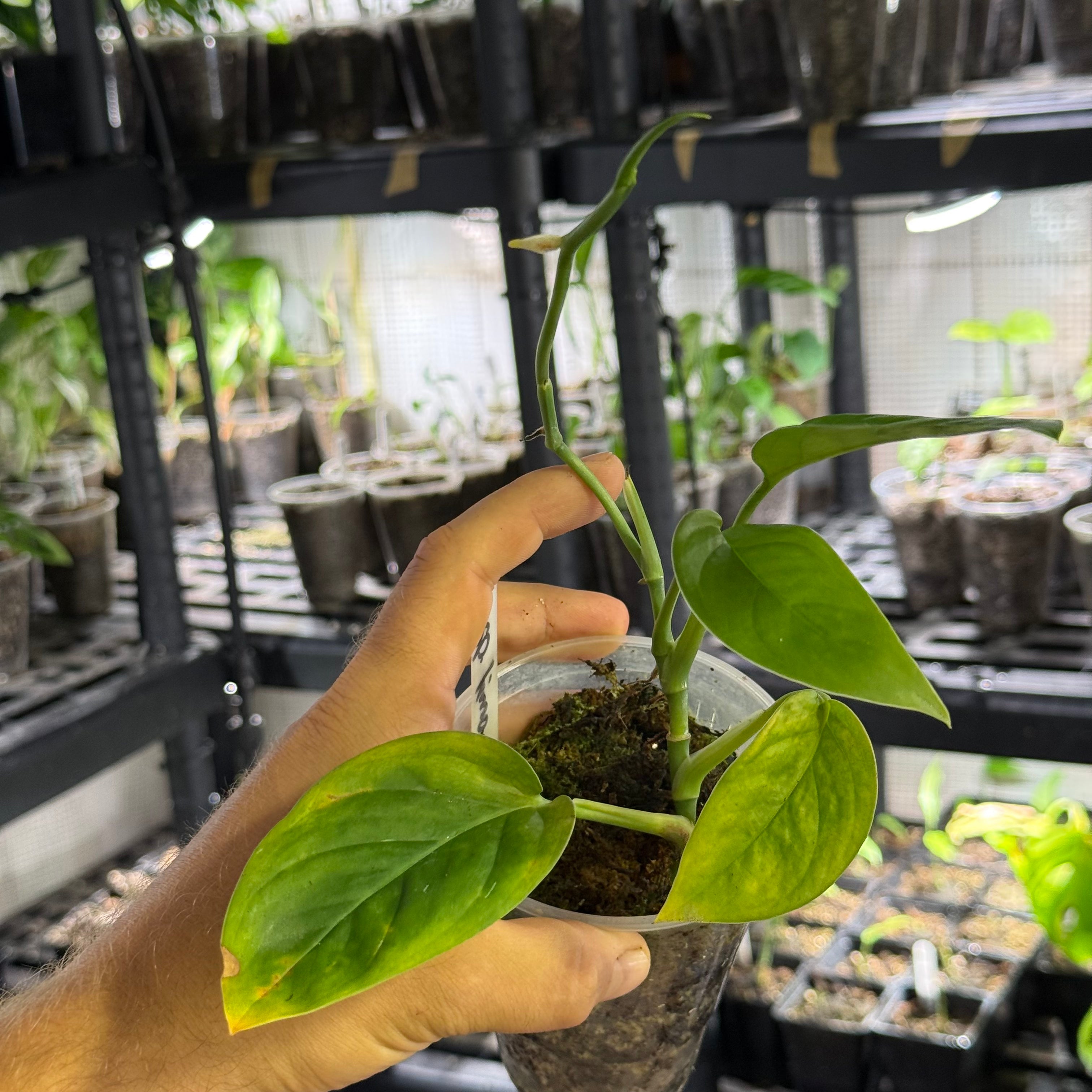 Monstera sp. limon