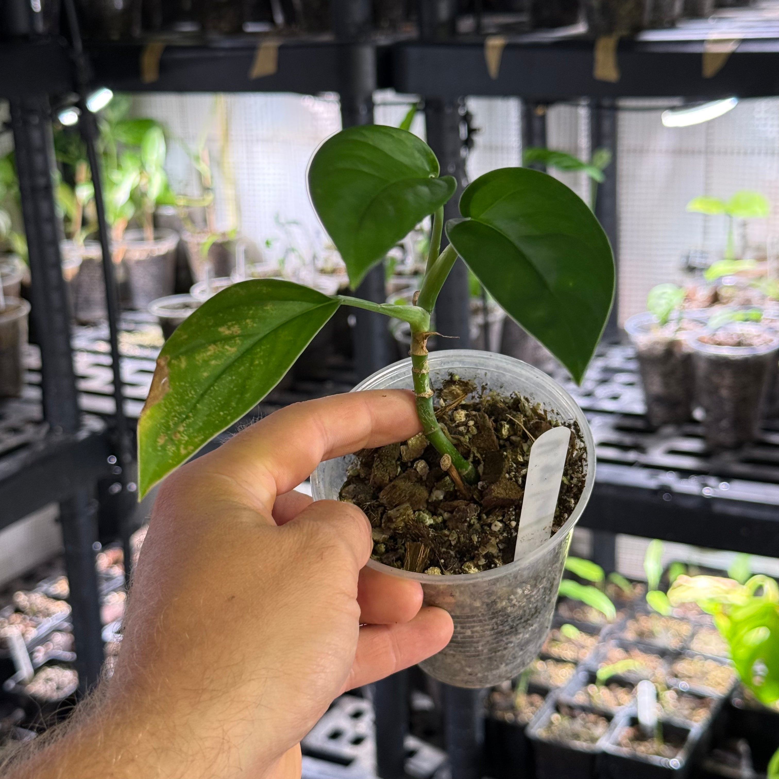 Monstera sp. limon