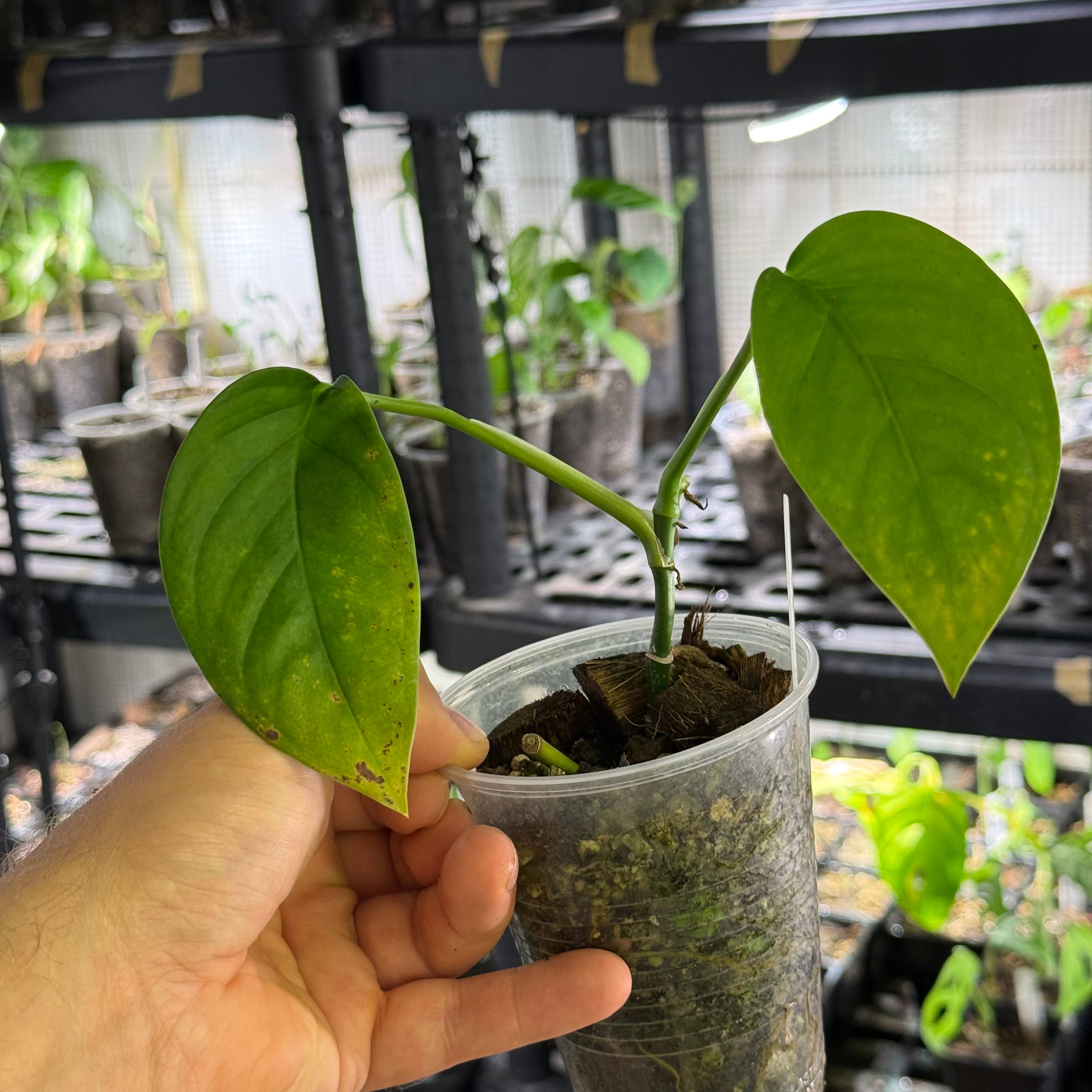 Monstera sp. limon