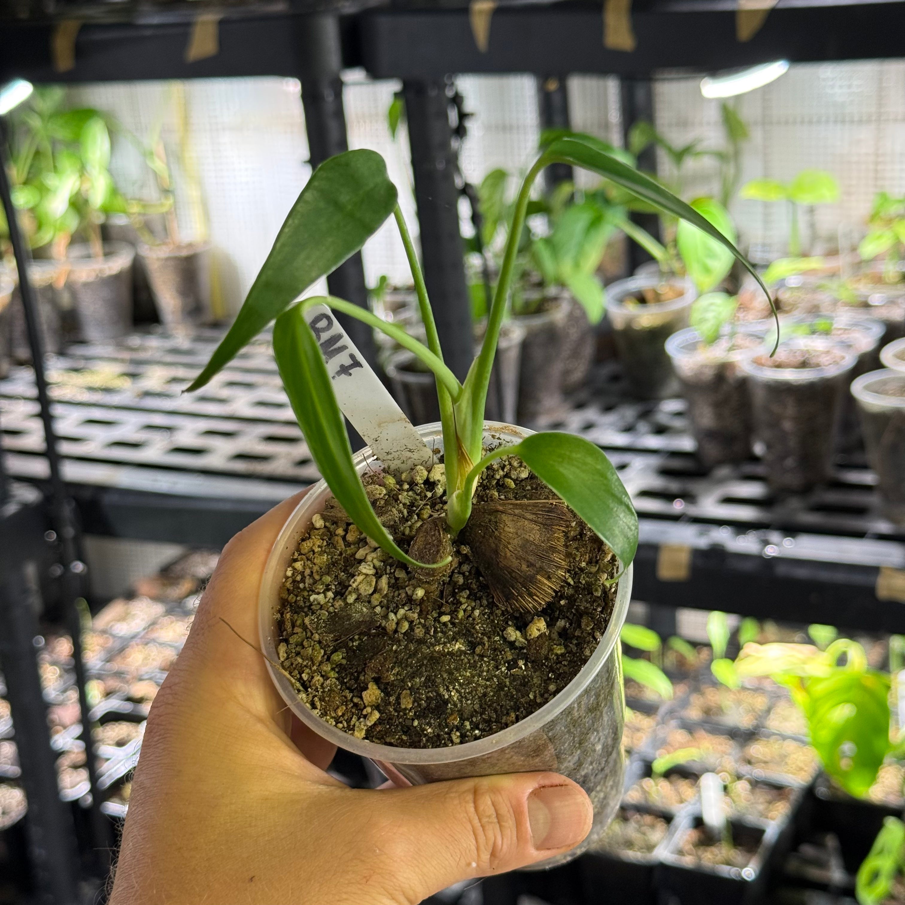Monstera burle marx flame