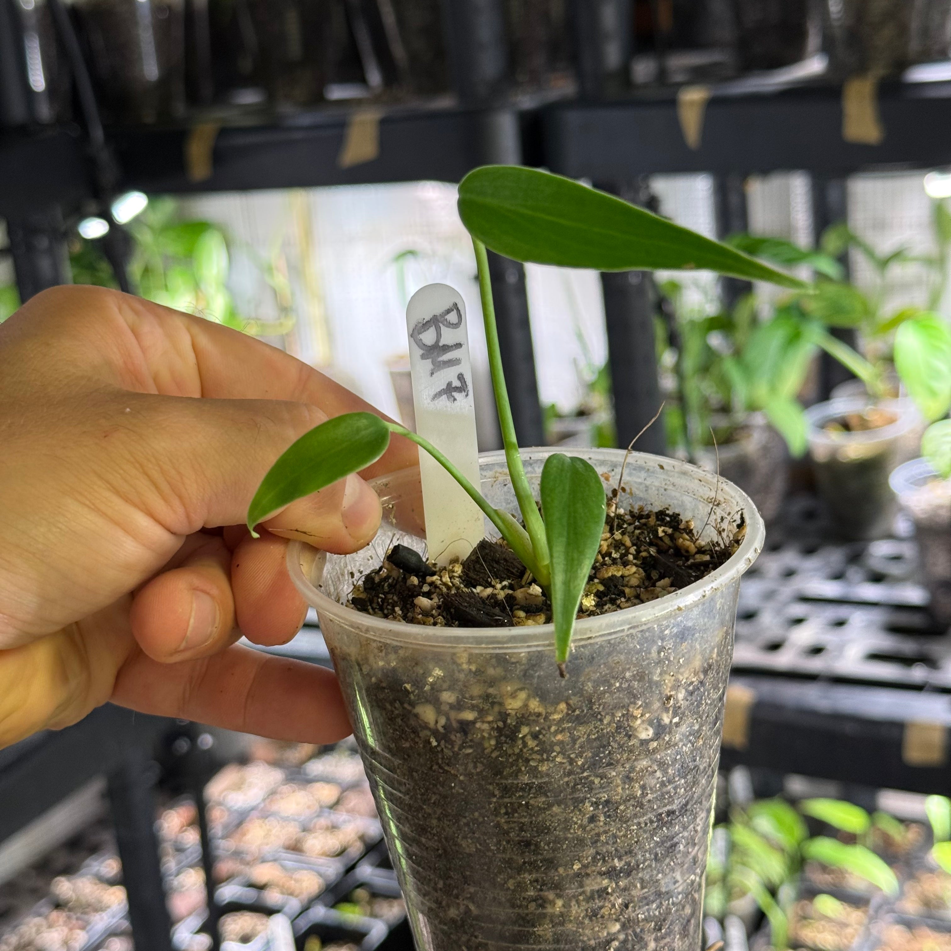Monstera burle marx flame