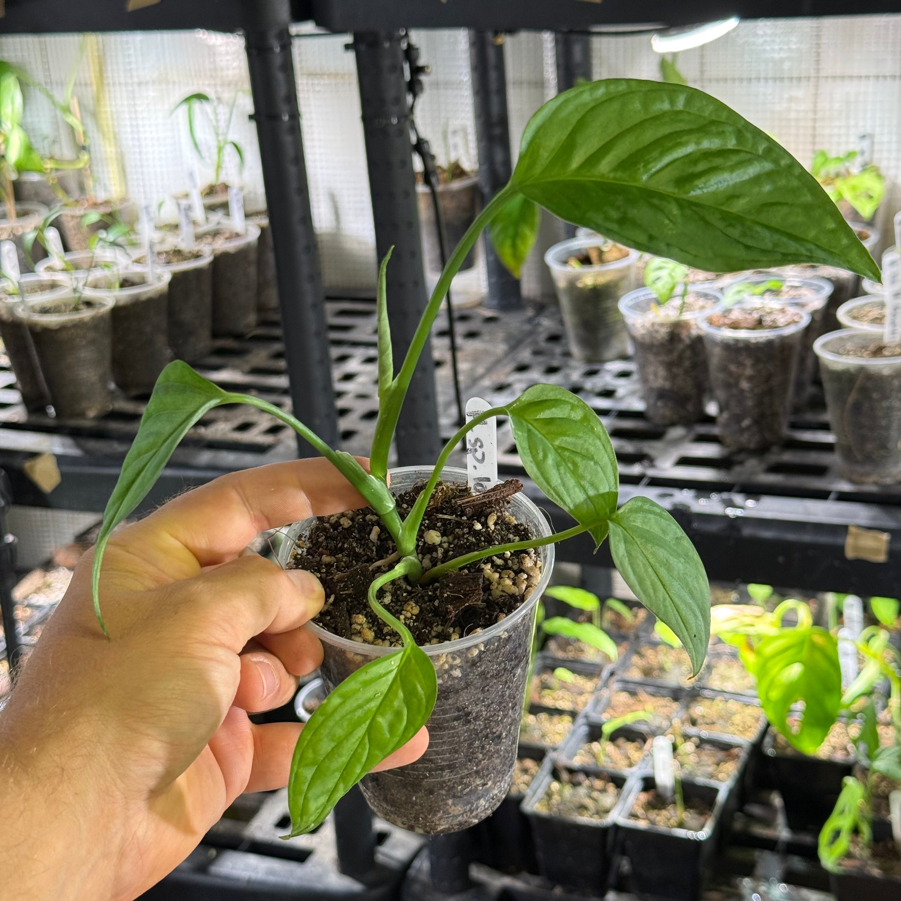 Monstera sp. loli