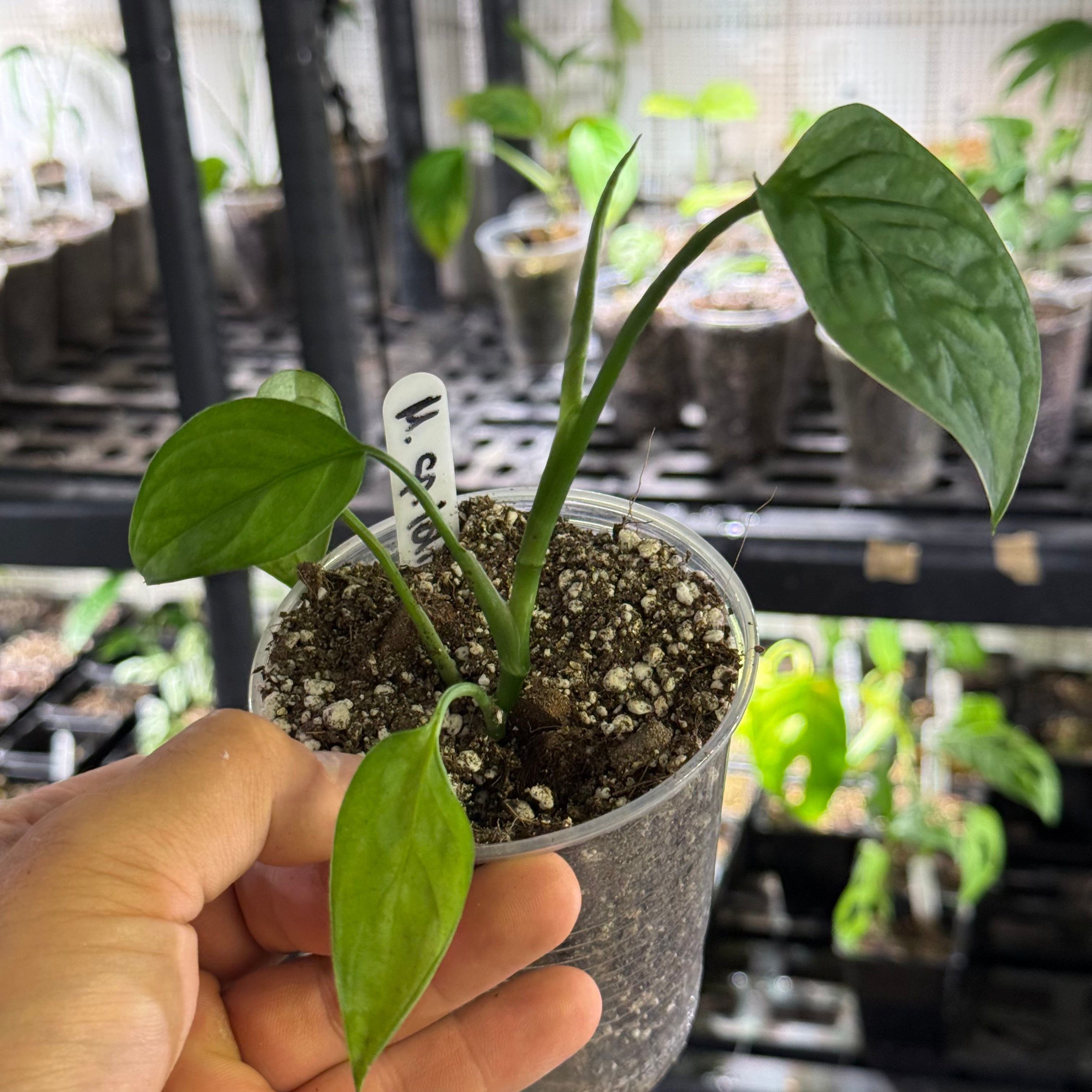Monstera sp. loli