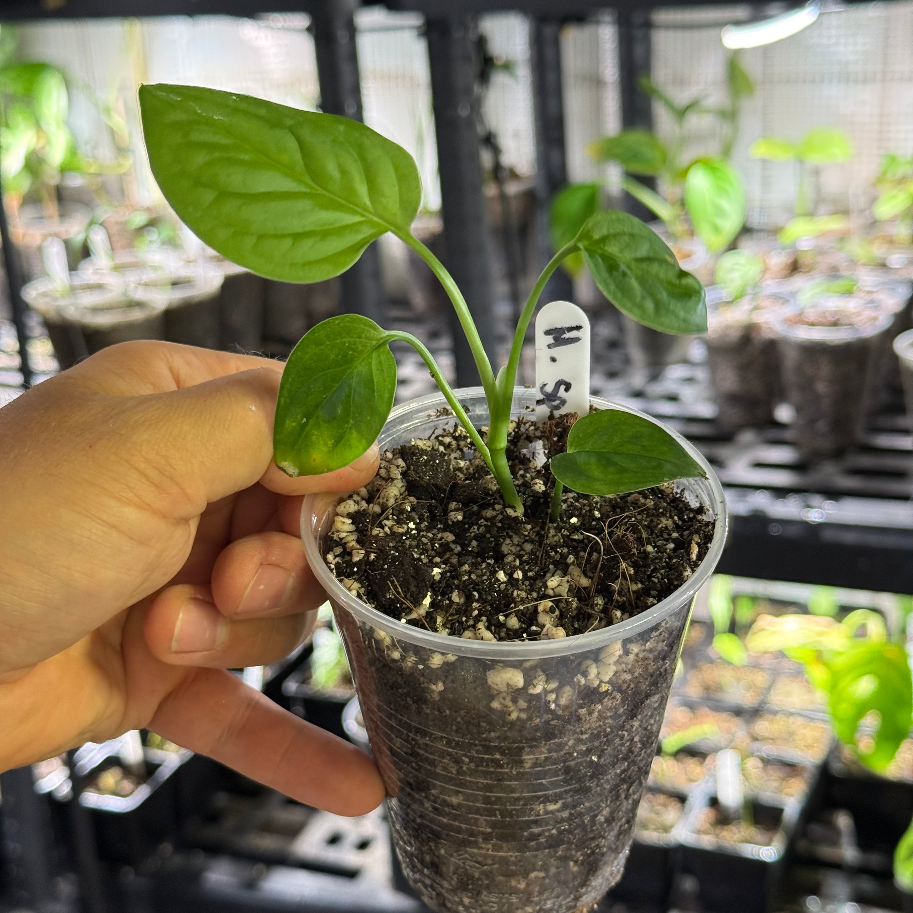 Monstera sp. loli