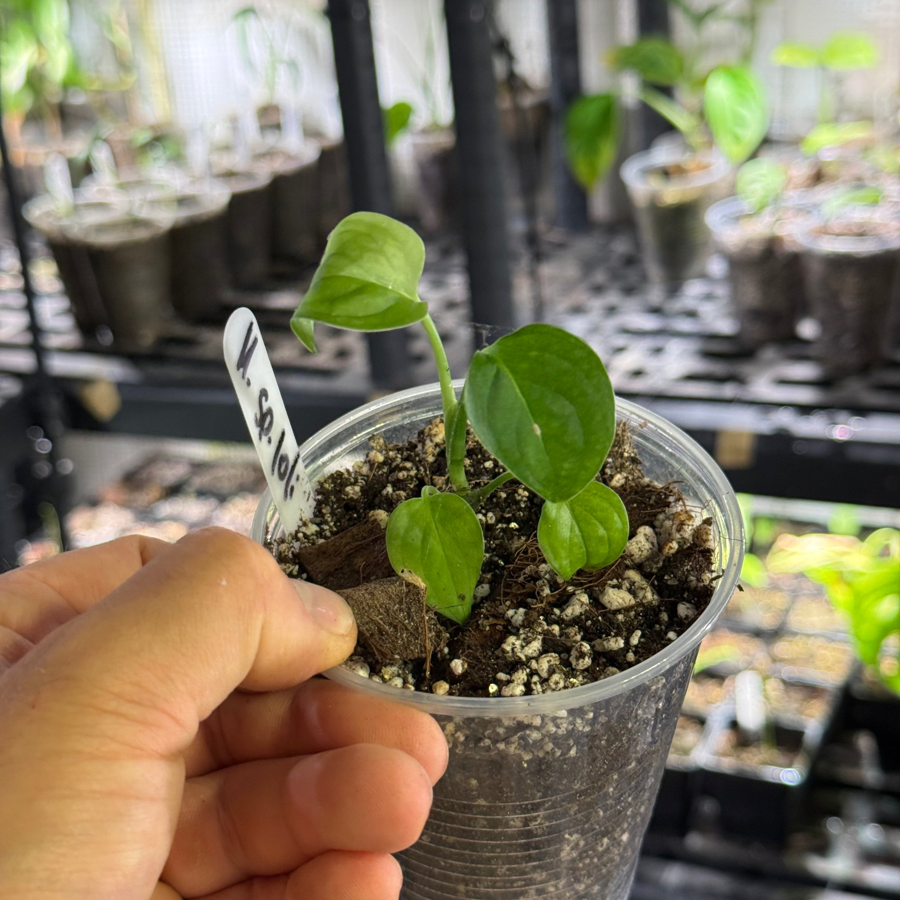 Monstera sp. loli