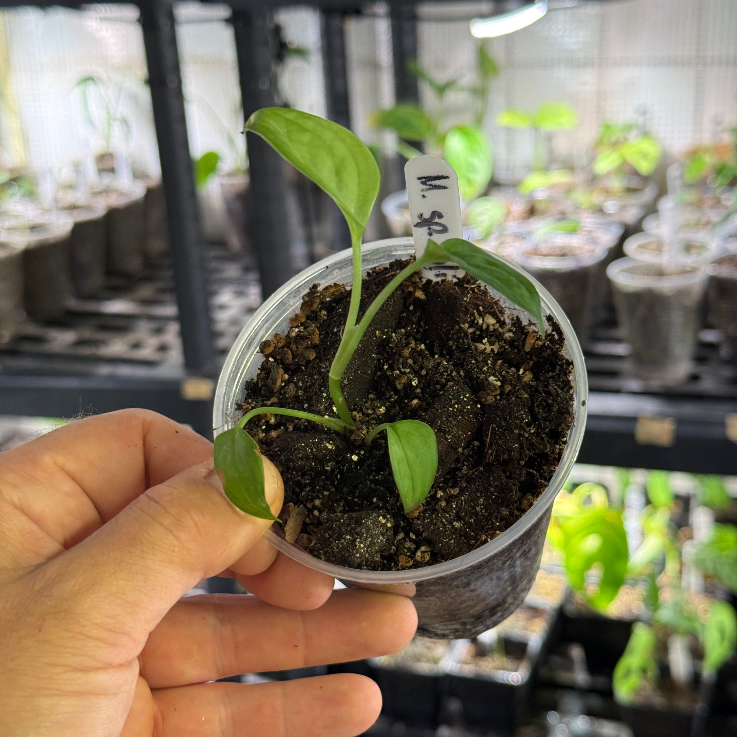 Monstera sp. loli