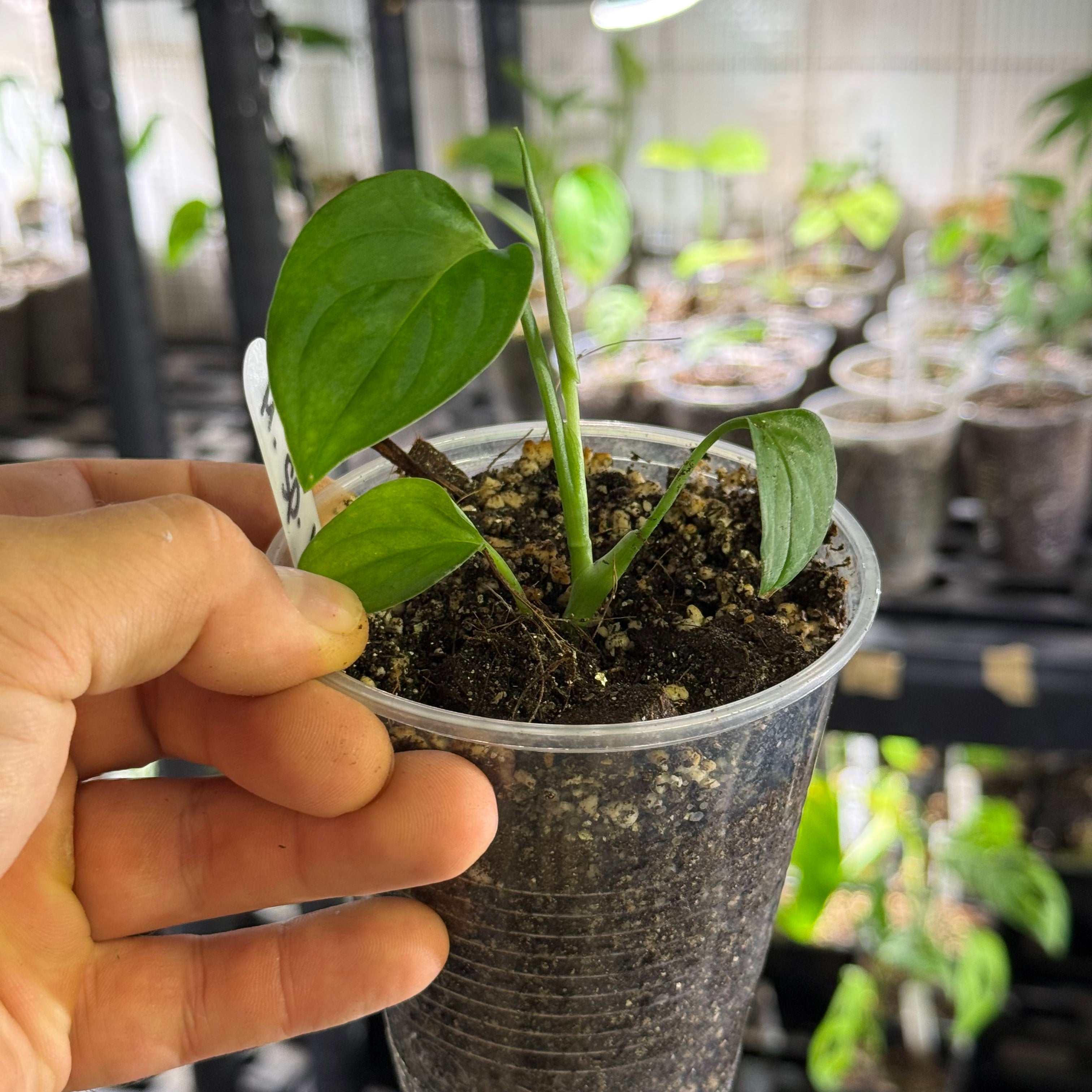 Monstera sp. loli