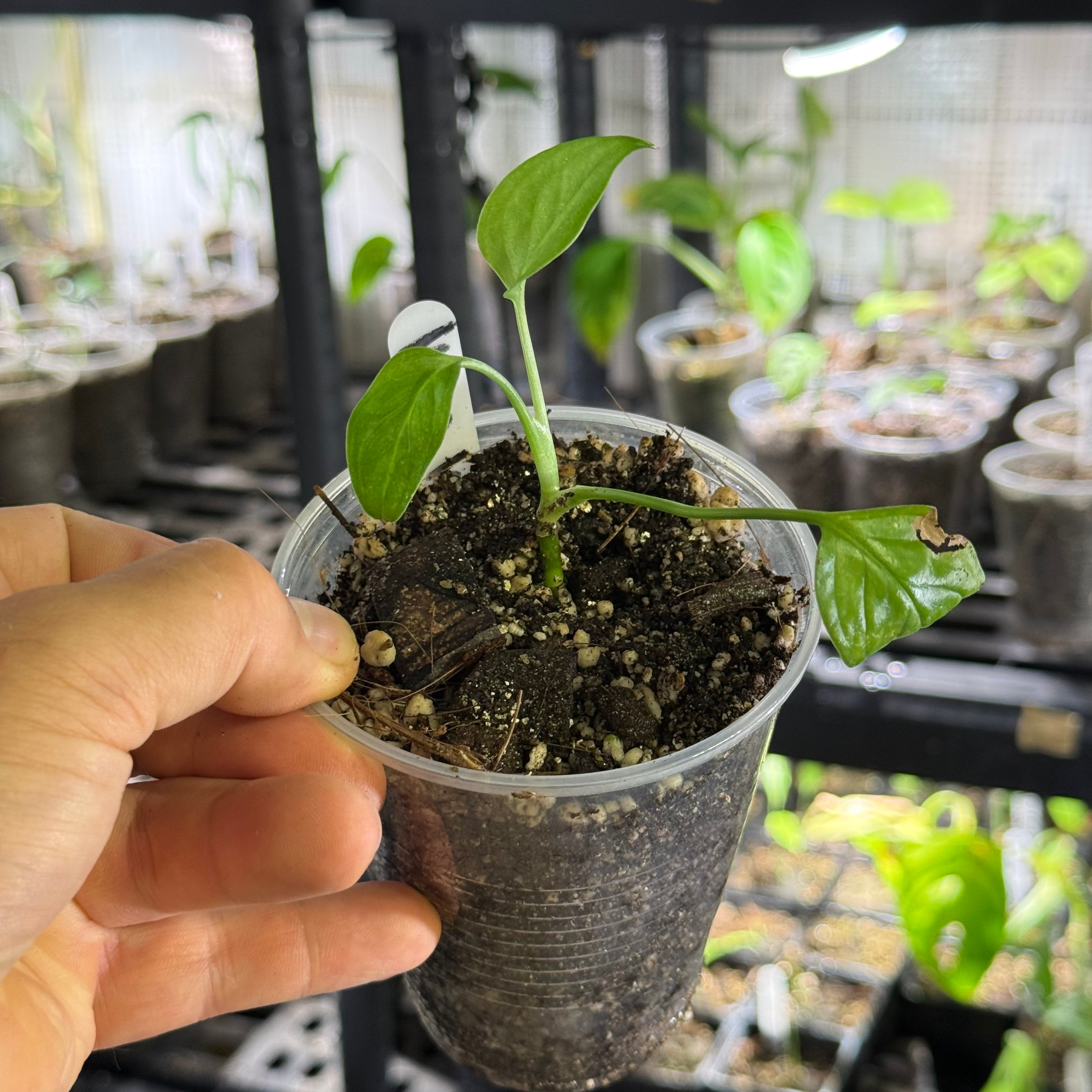 Monstera sp. loli
