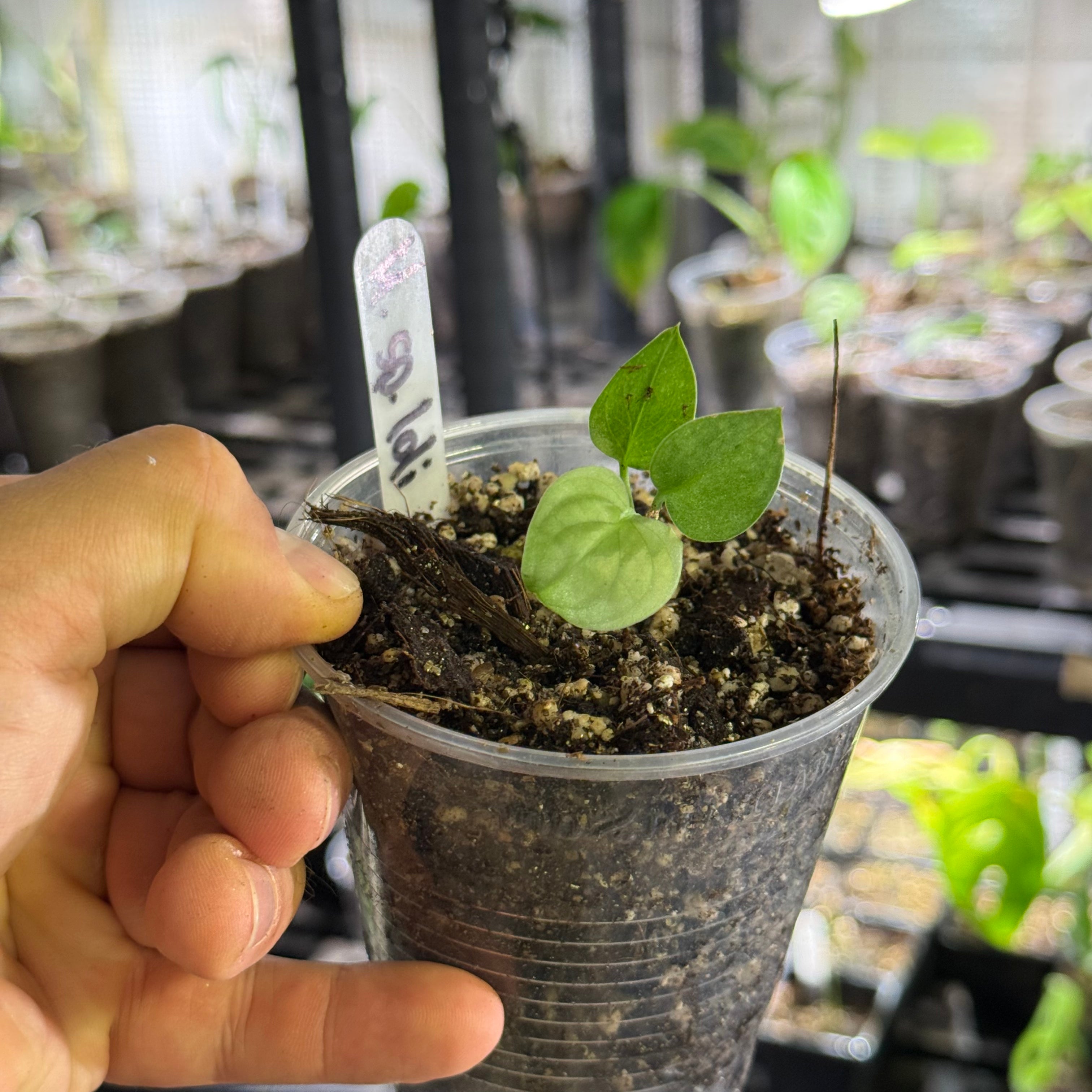 Monstera sp. loli