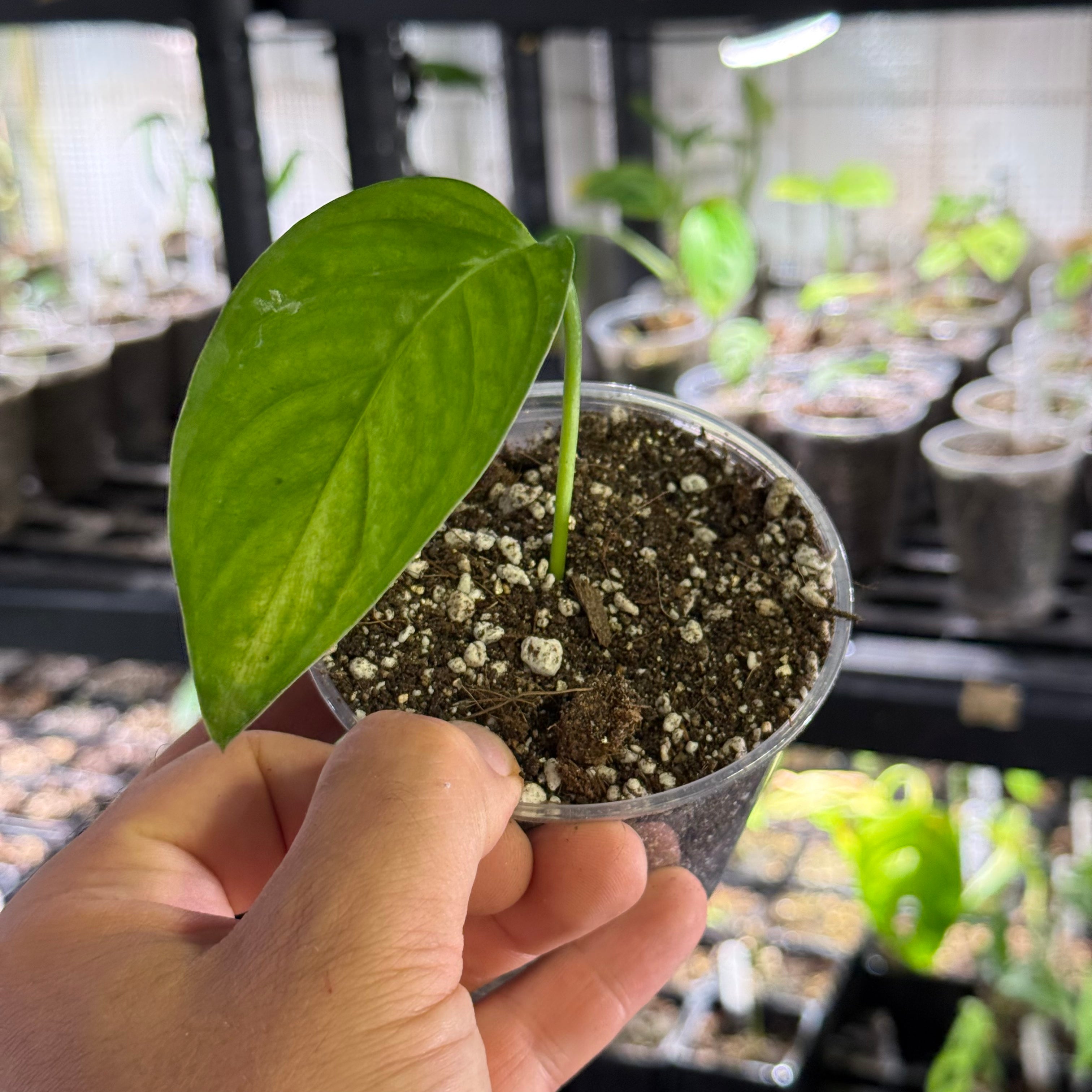 Monstera sp. loli
