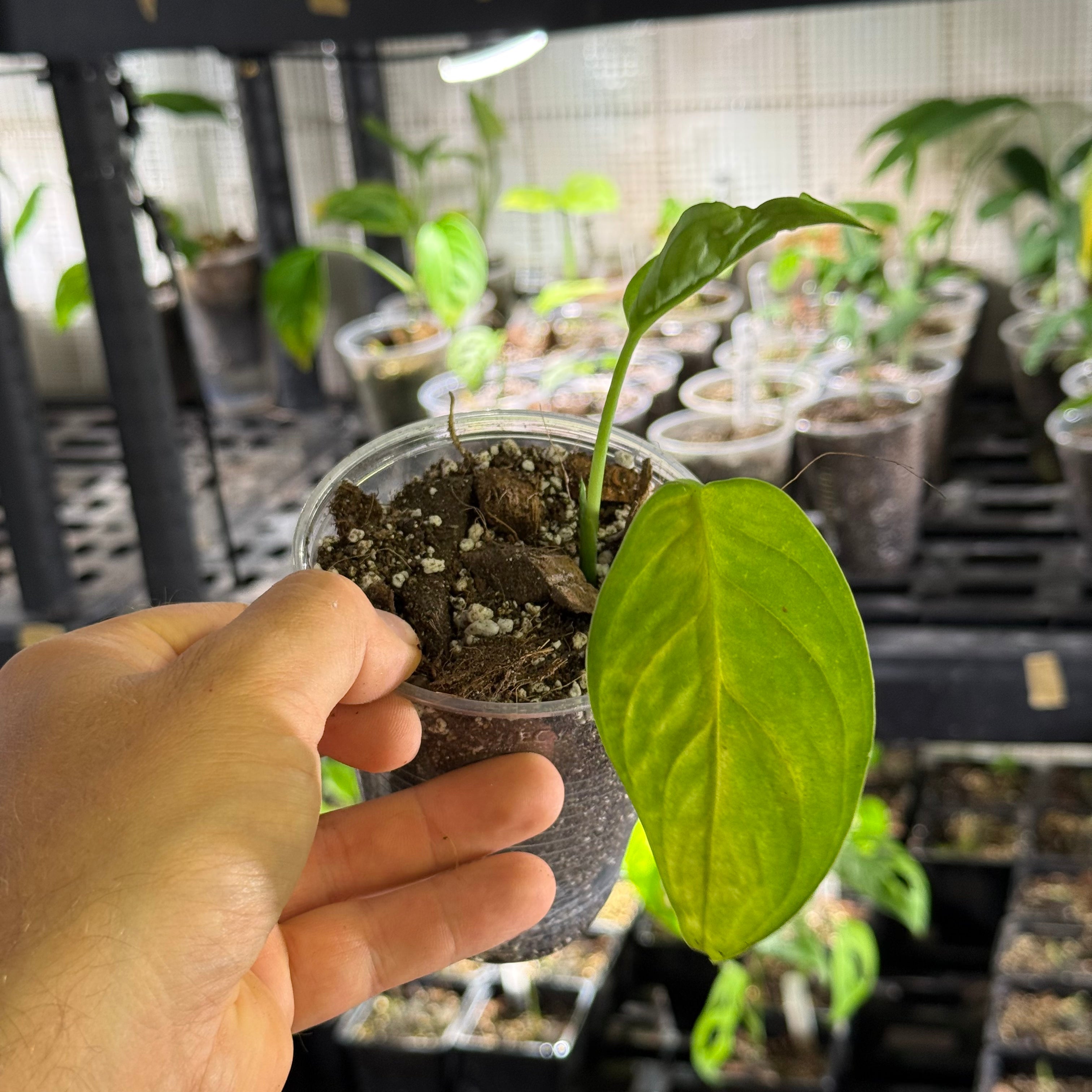 Monstera sp. loli