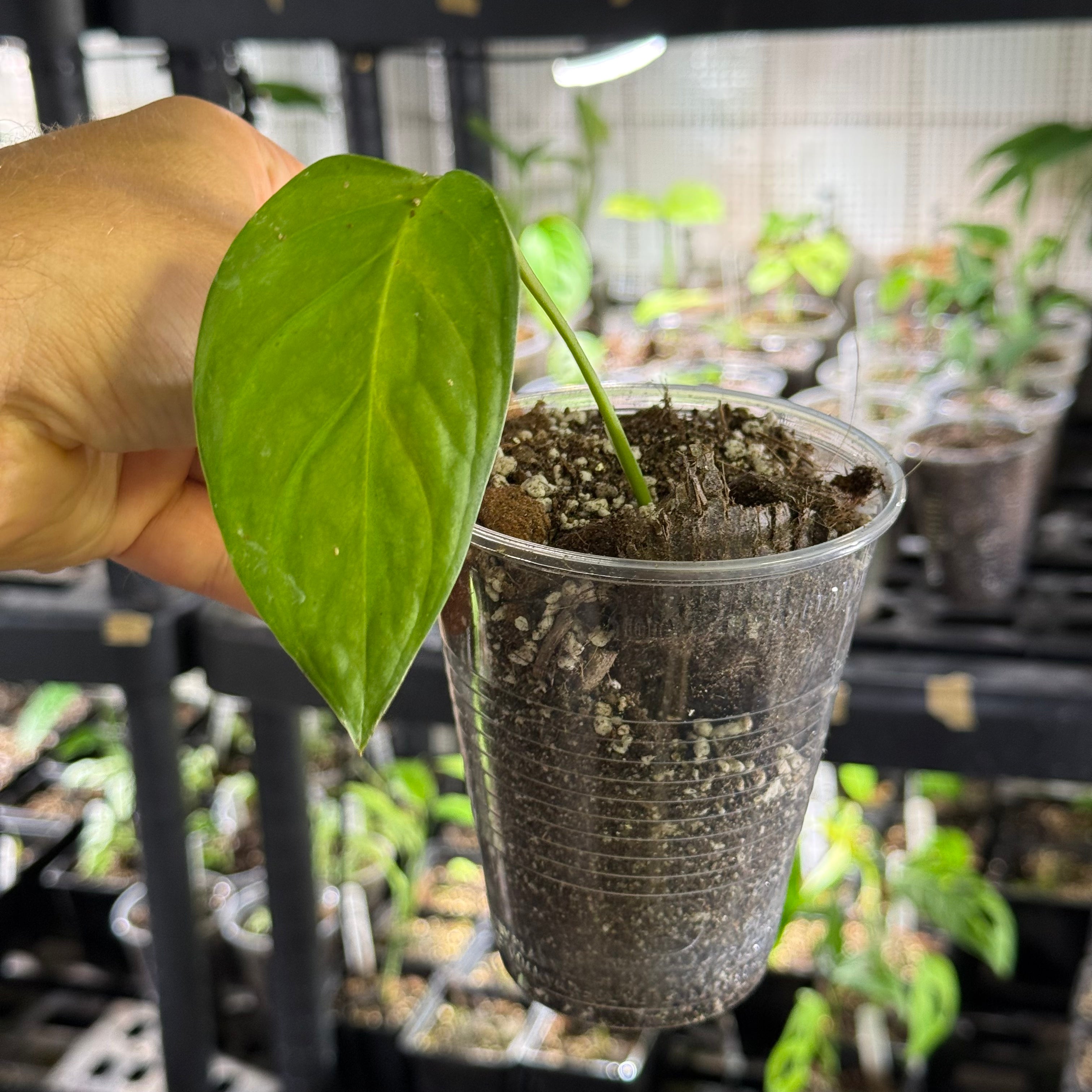 Monstera sp. loli